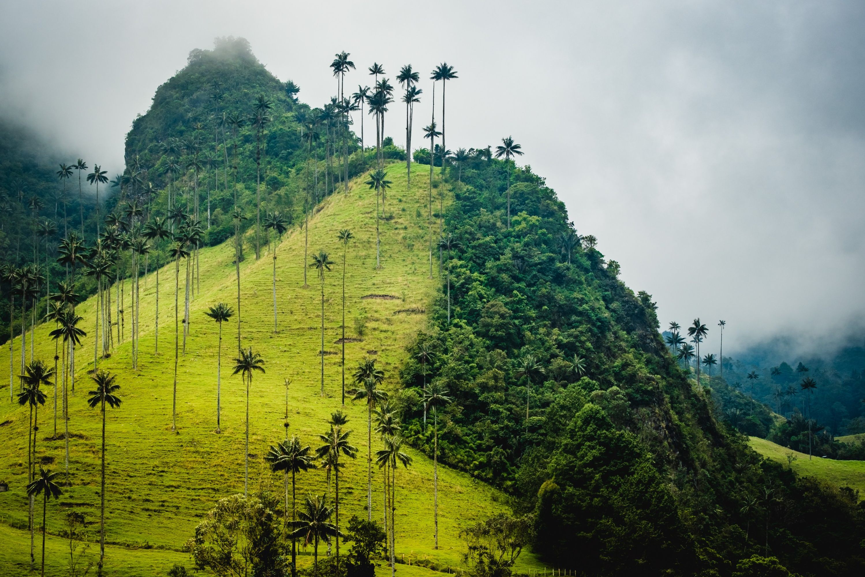 Cocora Vallei Colombia