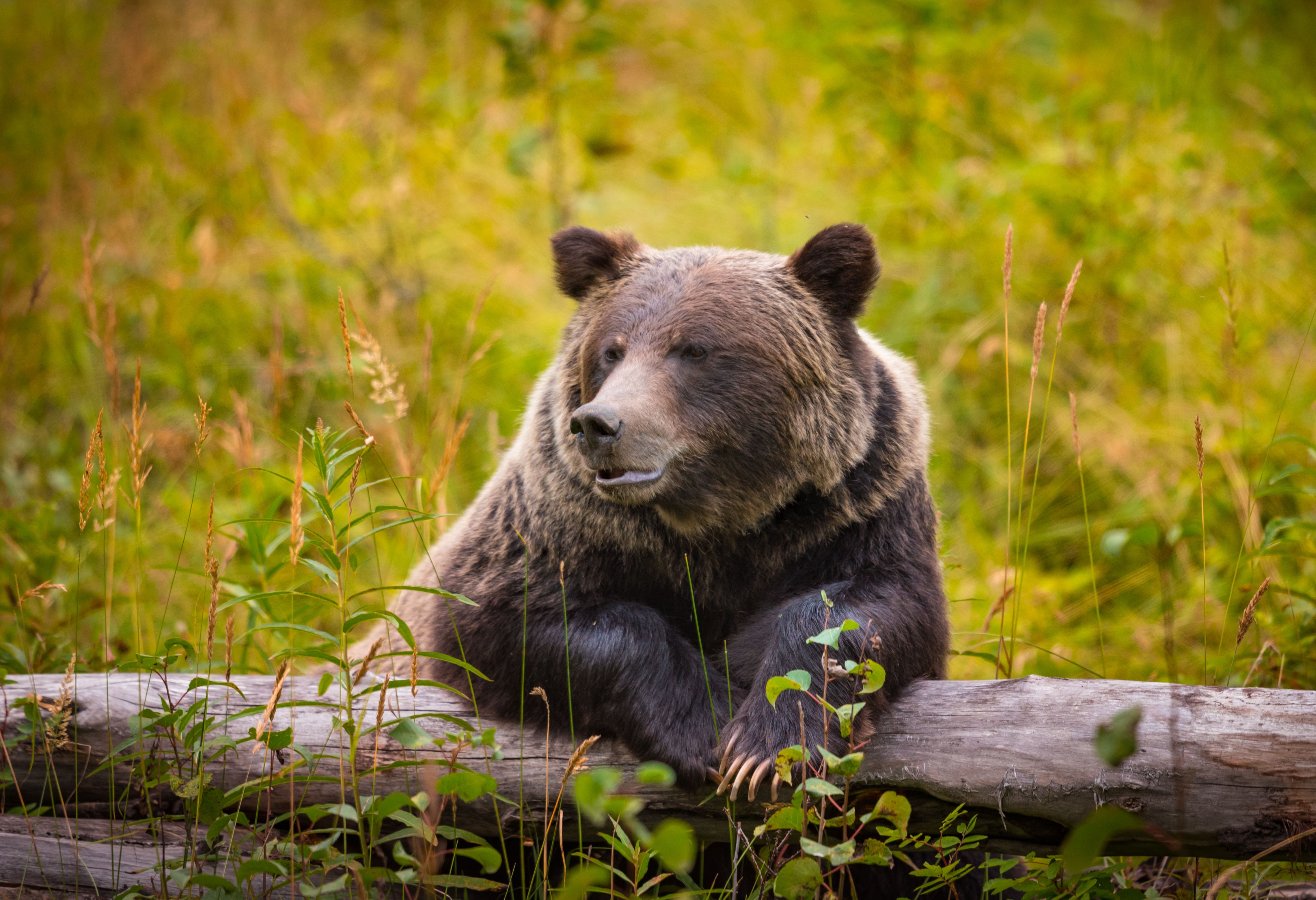 Grizzly beer nabij Banff Canada