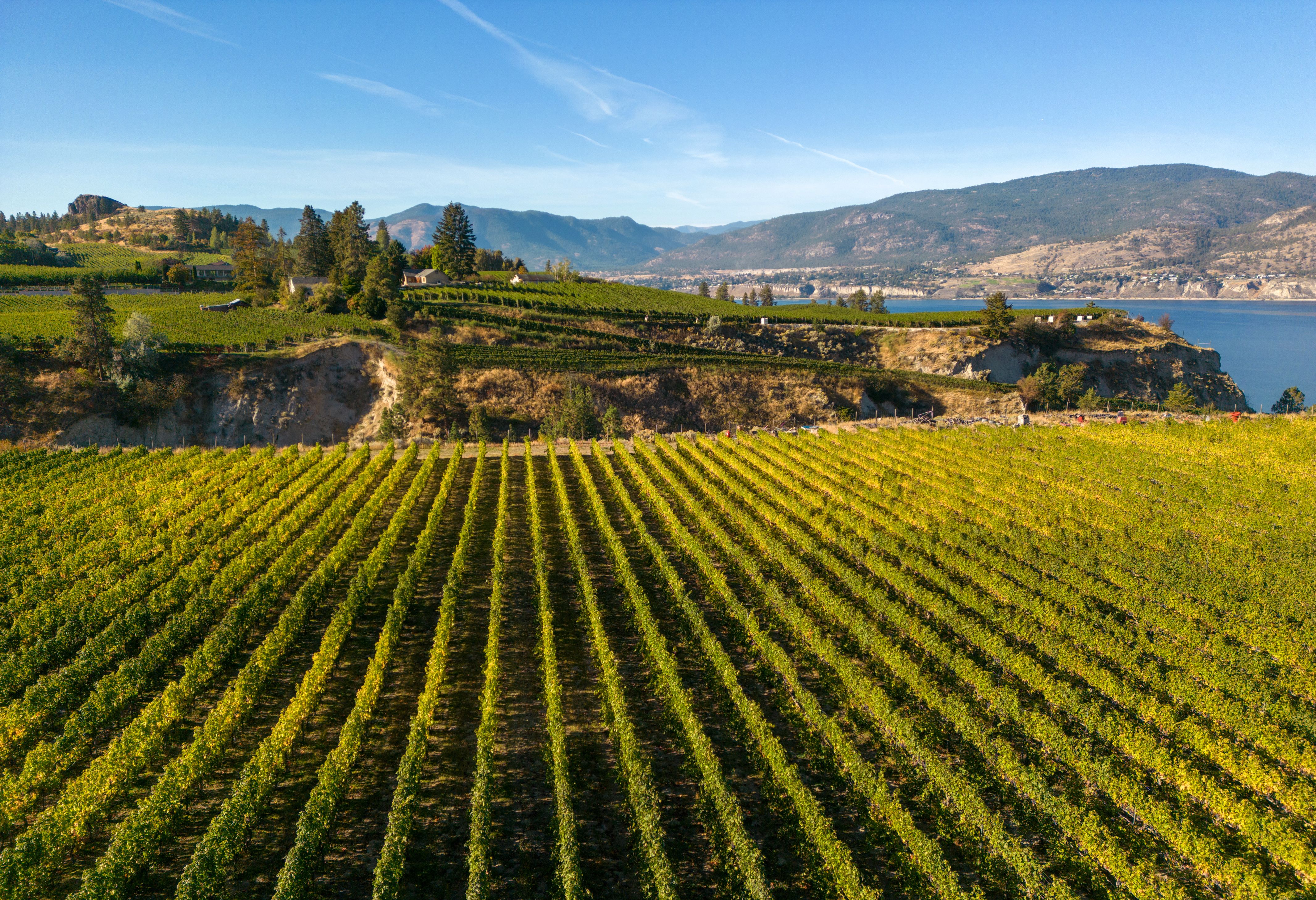 Wijnregio nabij Vernon British Colombia Canada