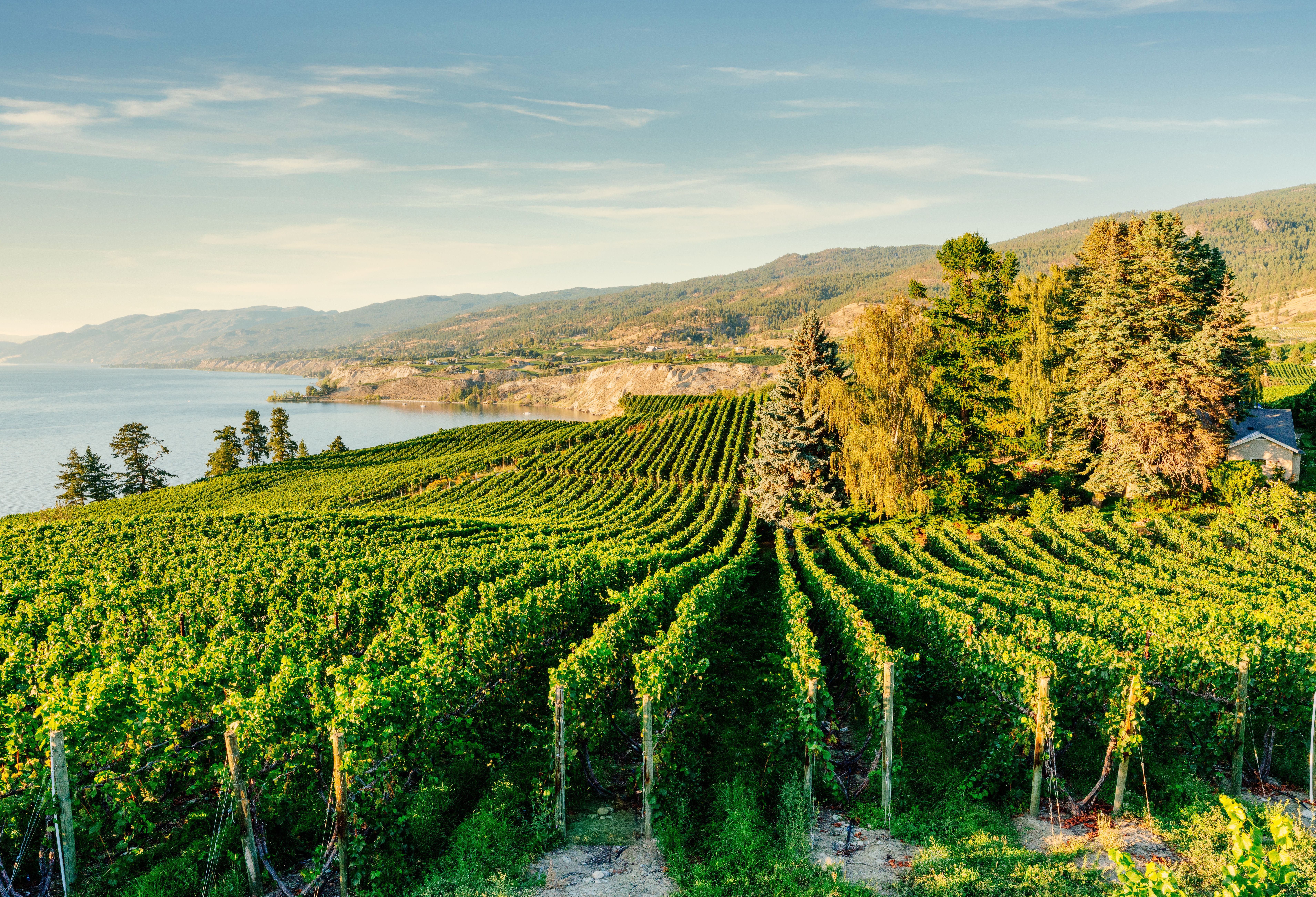 Kelowna wijnregion in British Colombia Canada