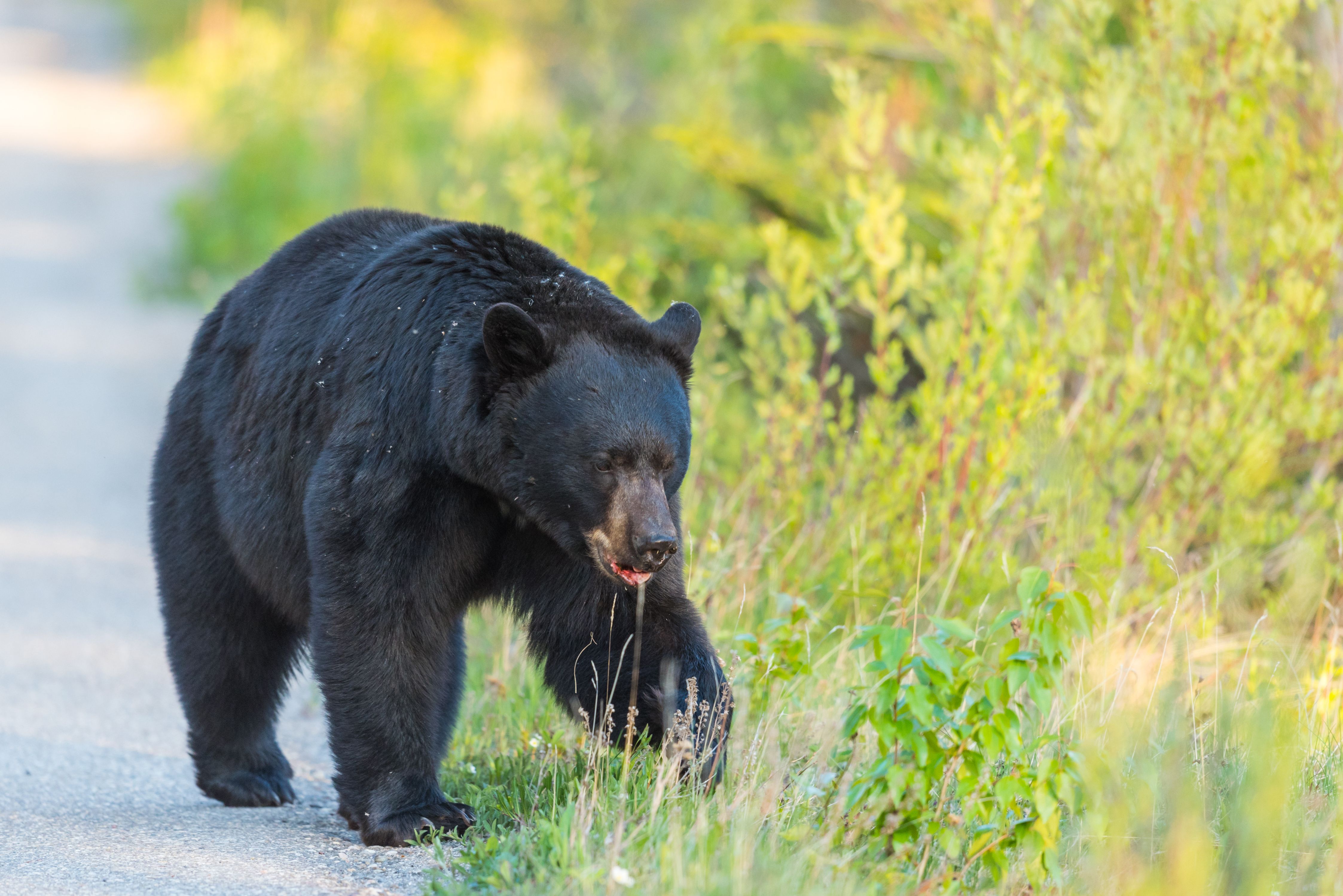 Zwarte beer langs de kant van de weg in Jasper National Park