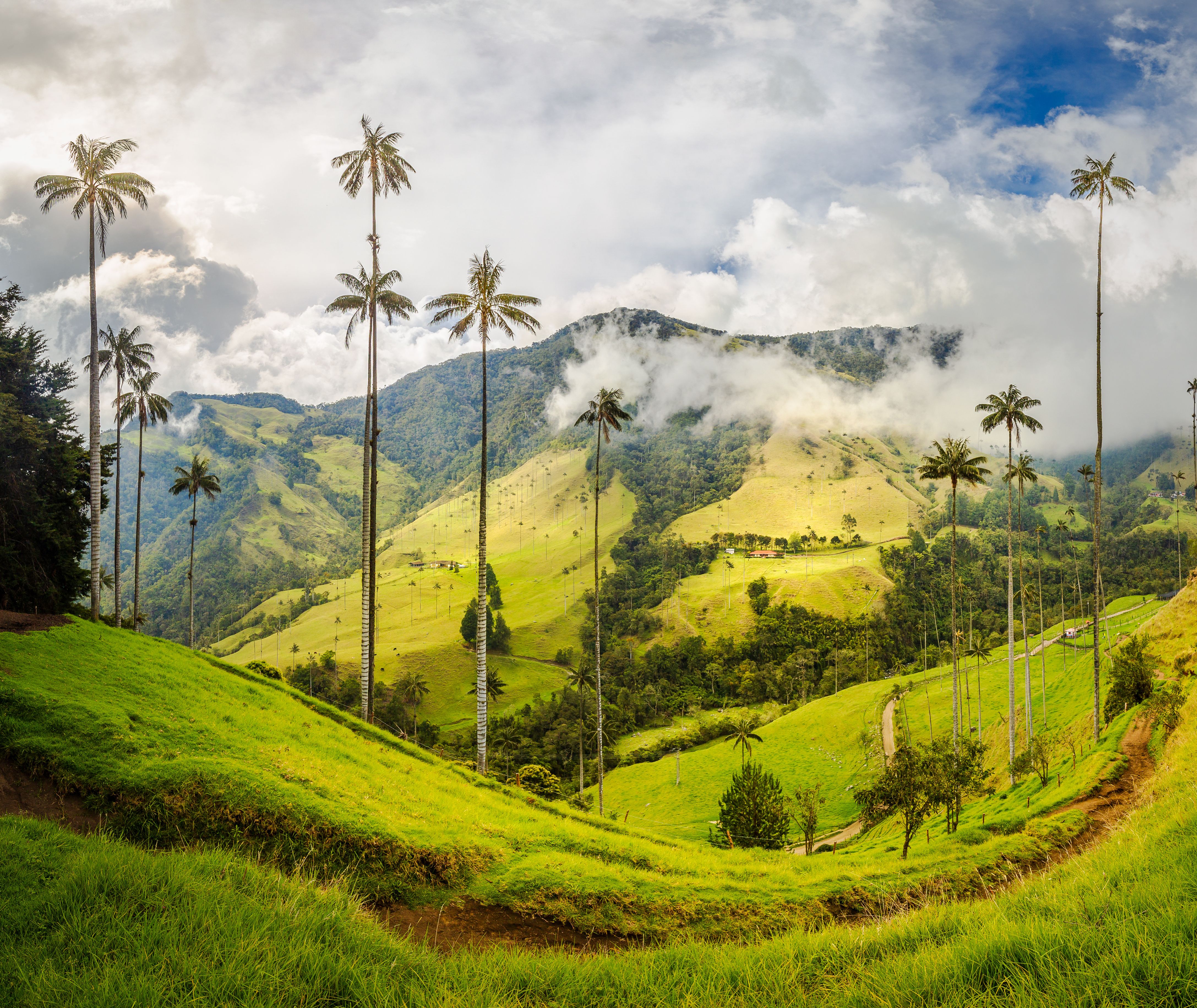 Cocora Vallei Colombia