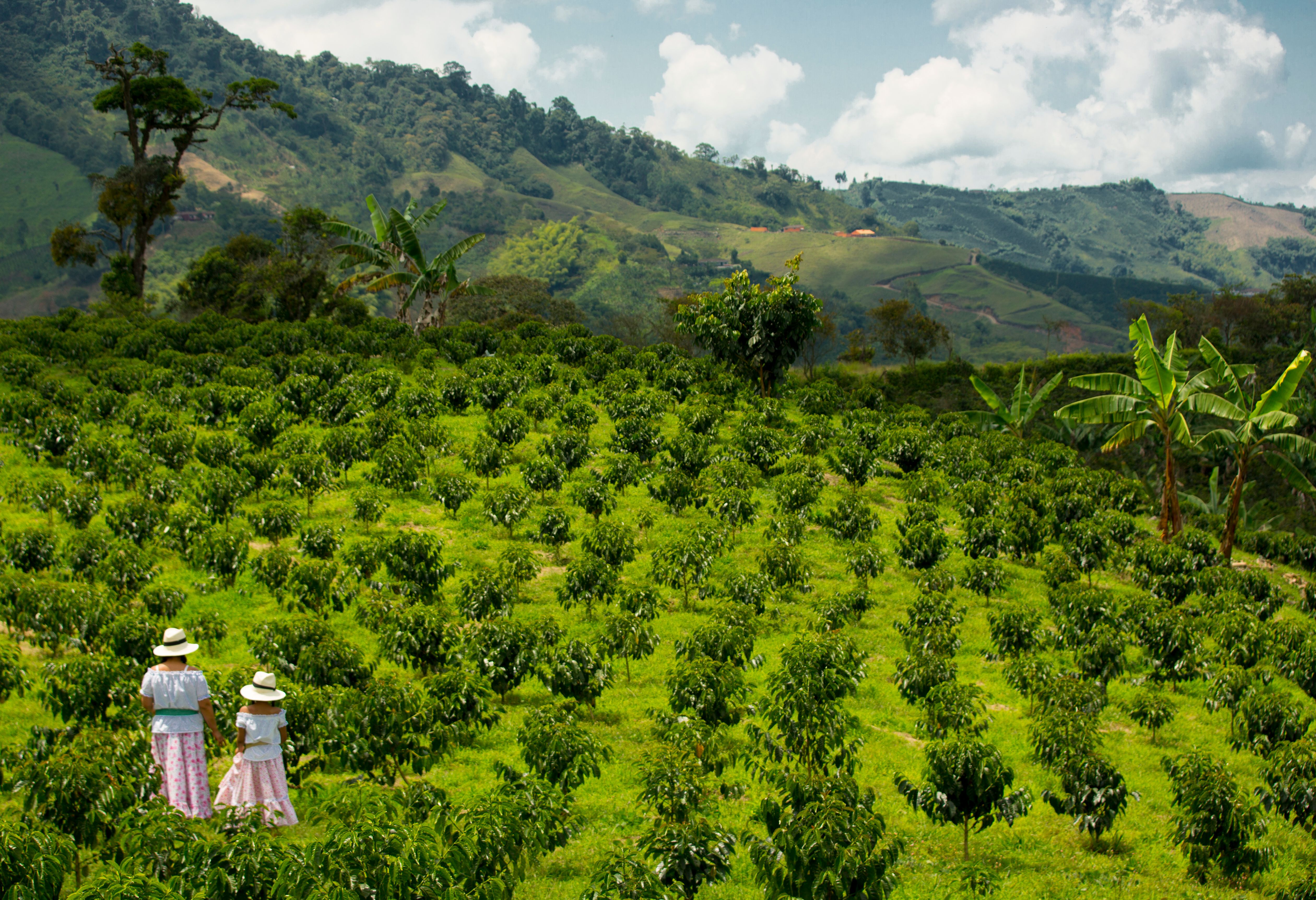 Koffie regio Colombia