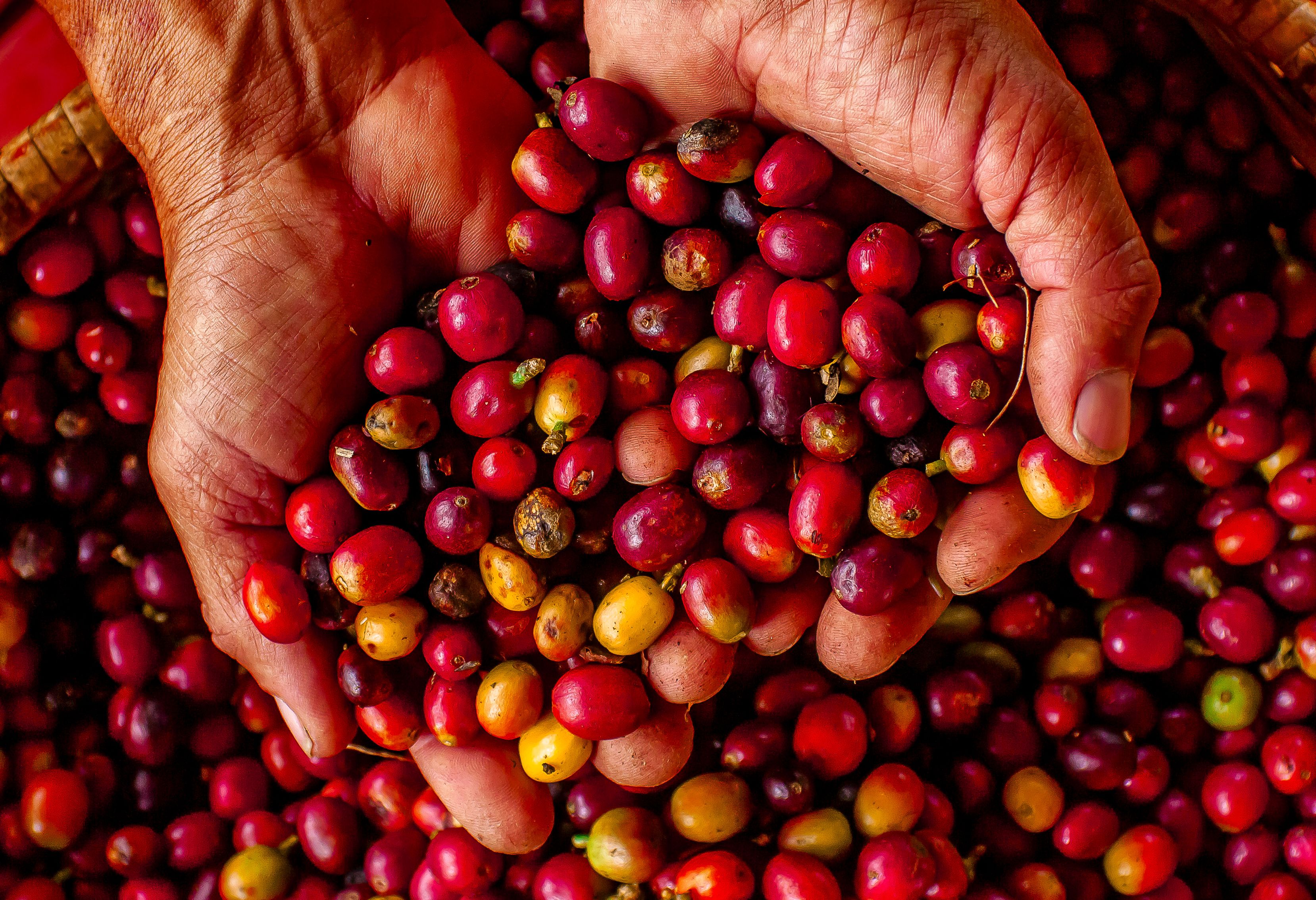 Koffiebonen in Colombia