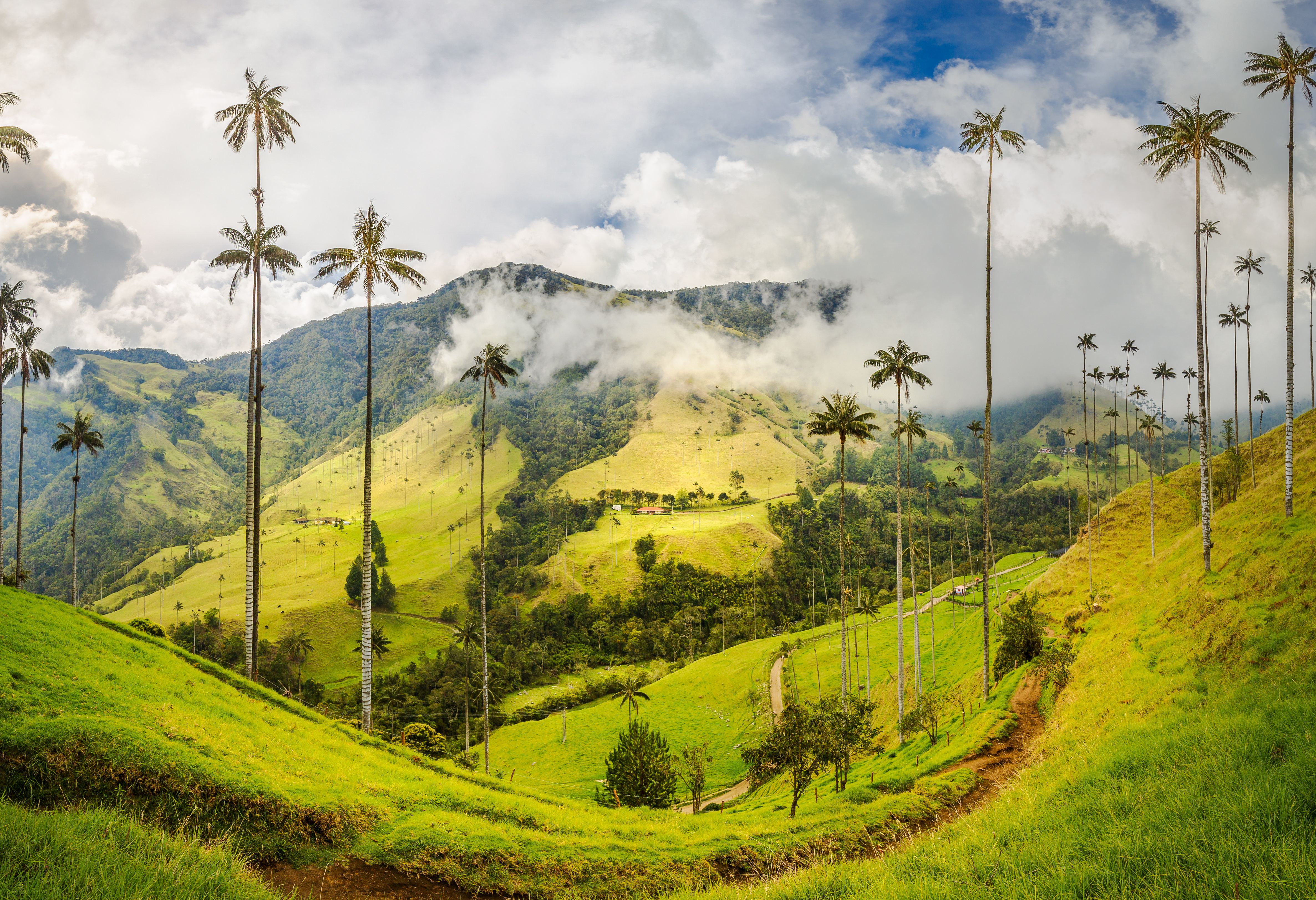 Cocora-Vallei Colombia