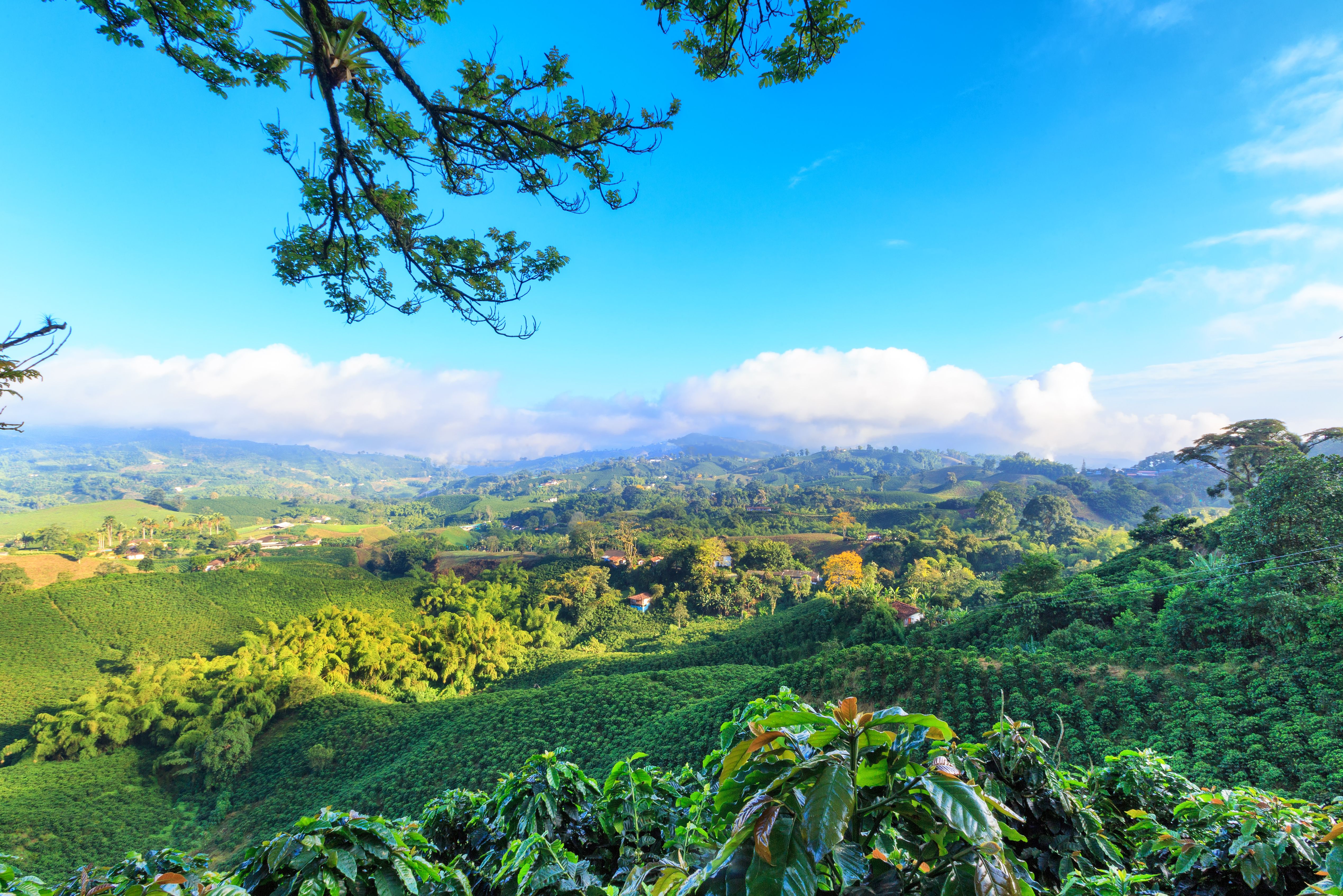 Koffieregio in Colombia