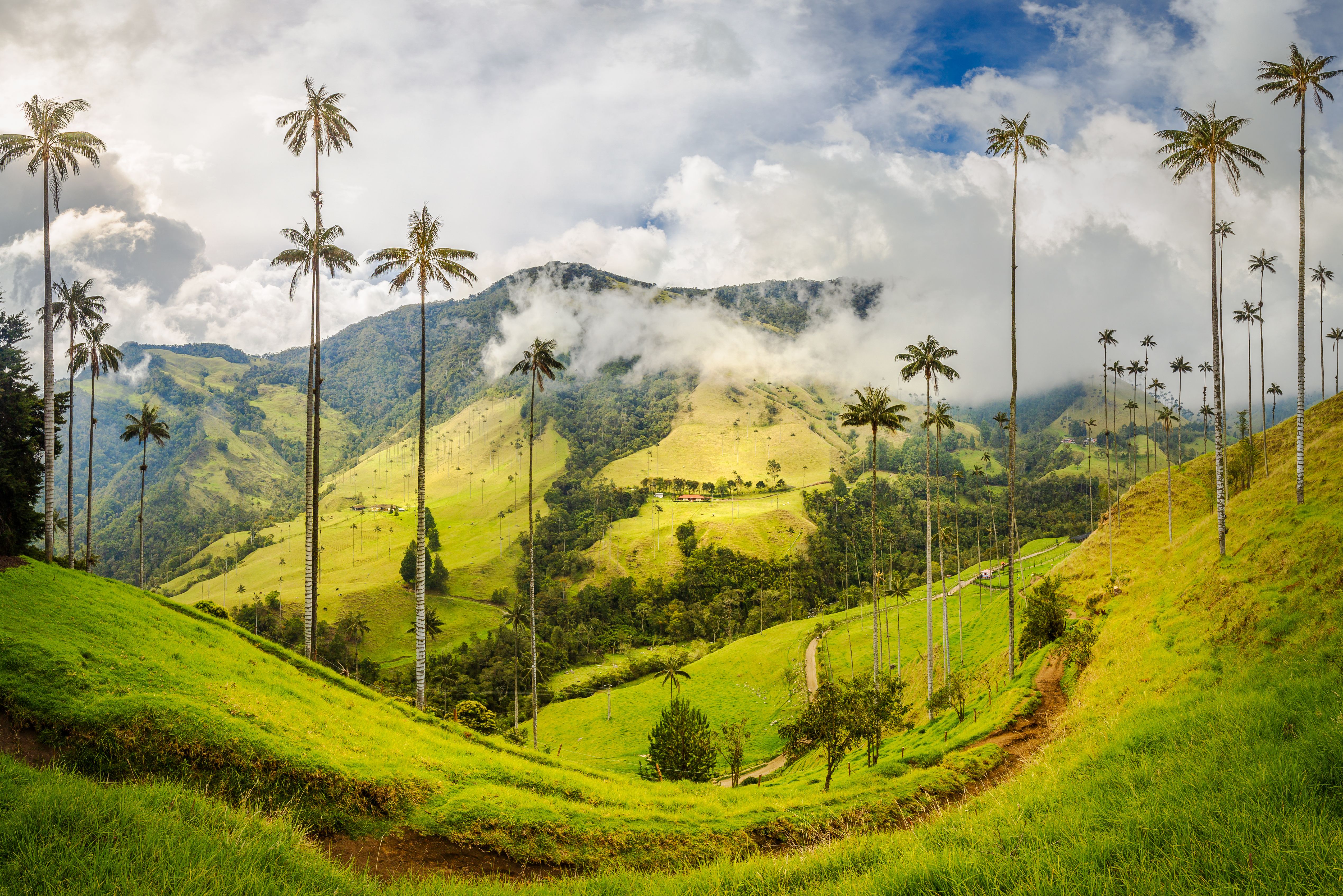Cocora-Vallei in Colombia