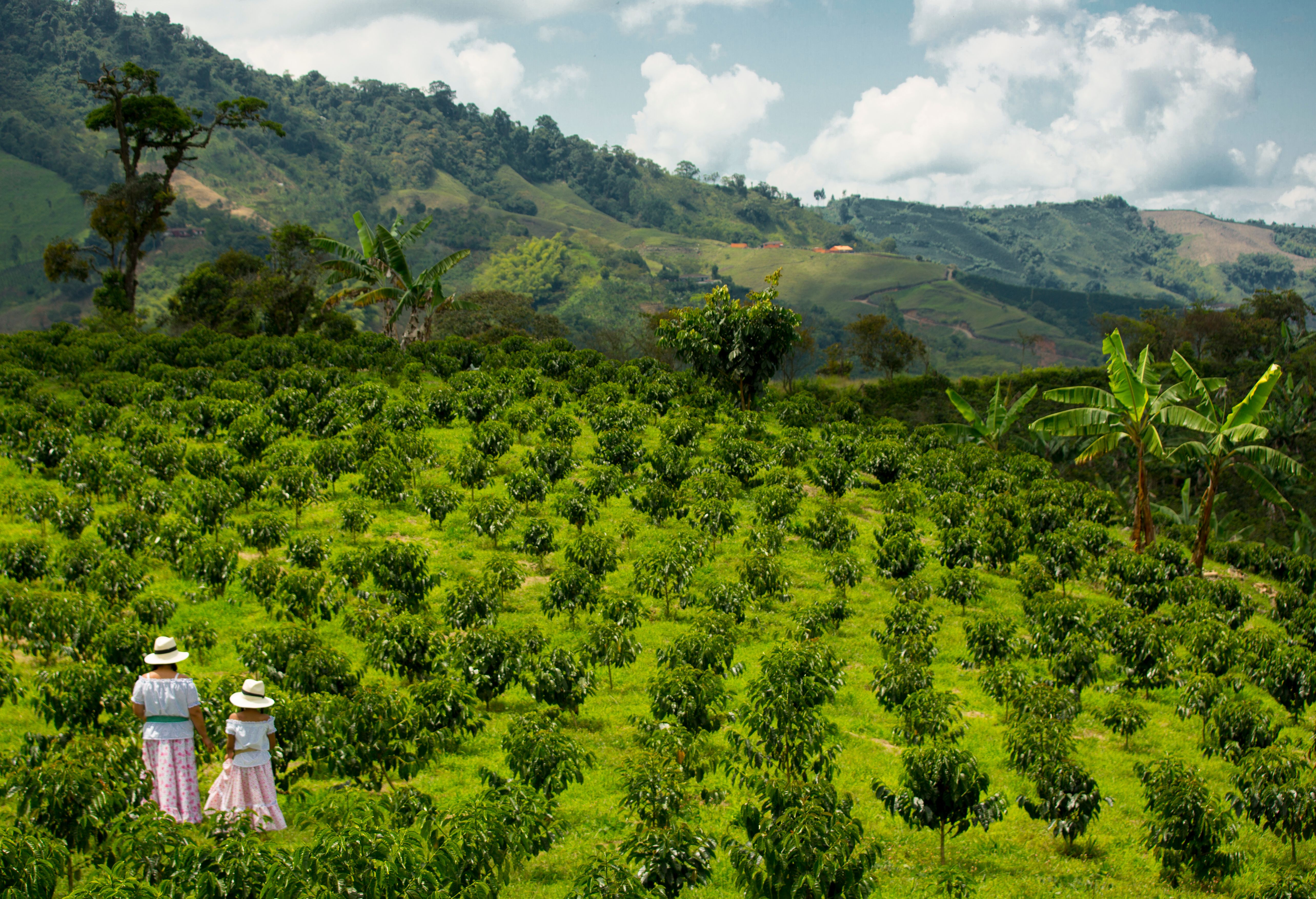 Salento in de koffieregio van Colombia