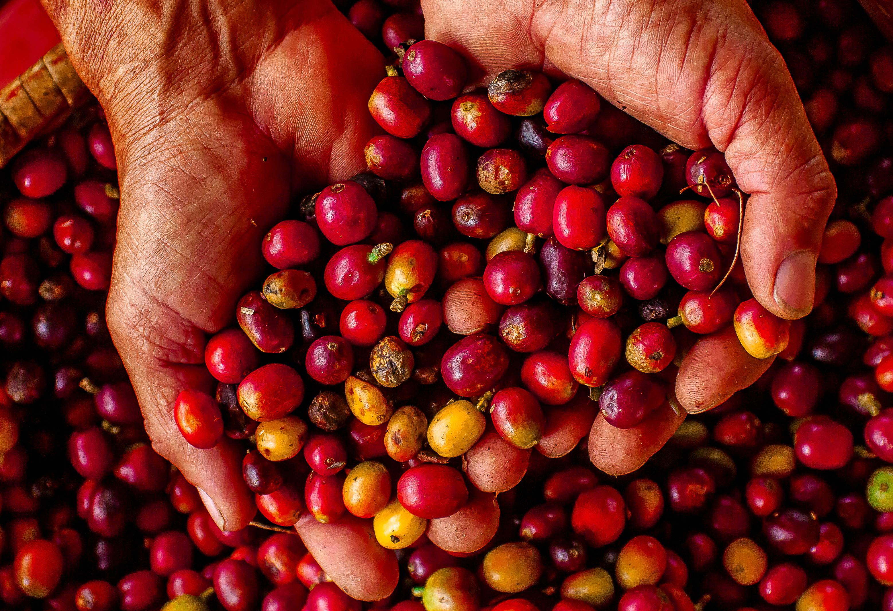 Koffie in Colombia