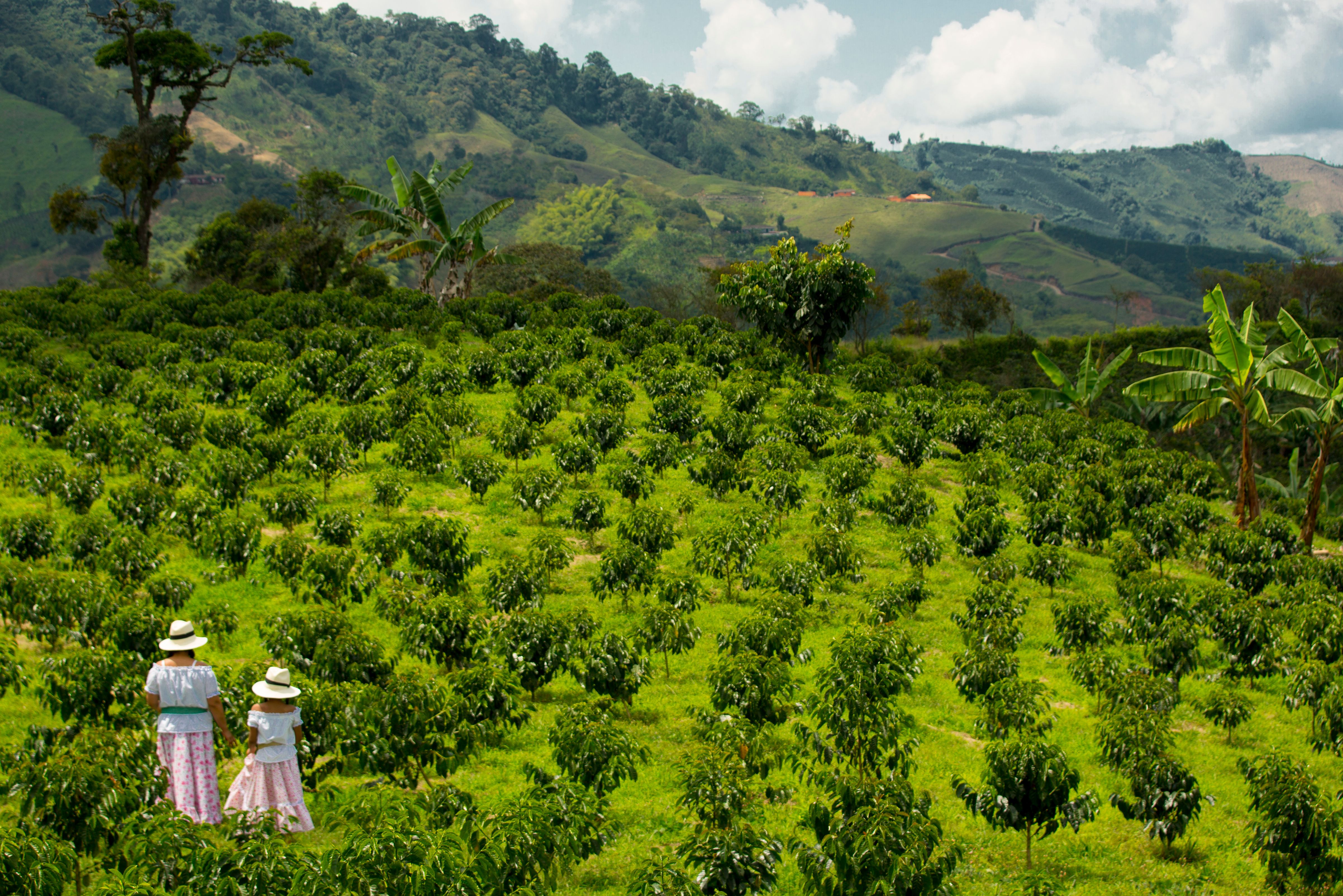 Koffie regio in Colombia