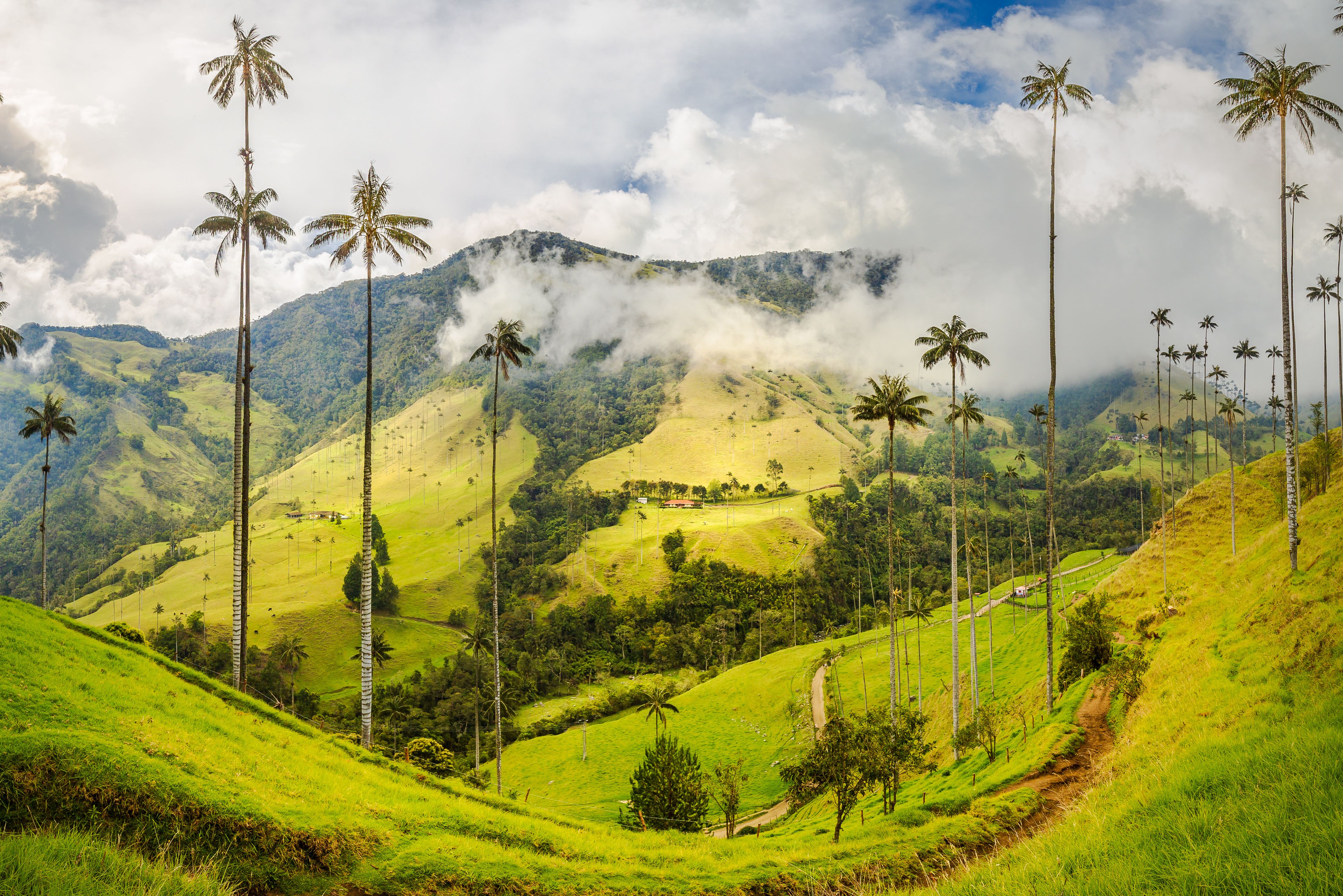 Cocora-Vallei in Colombia