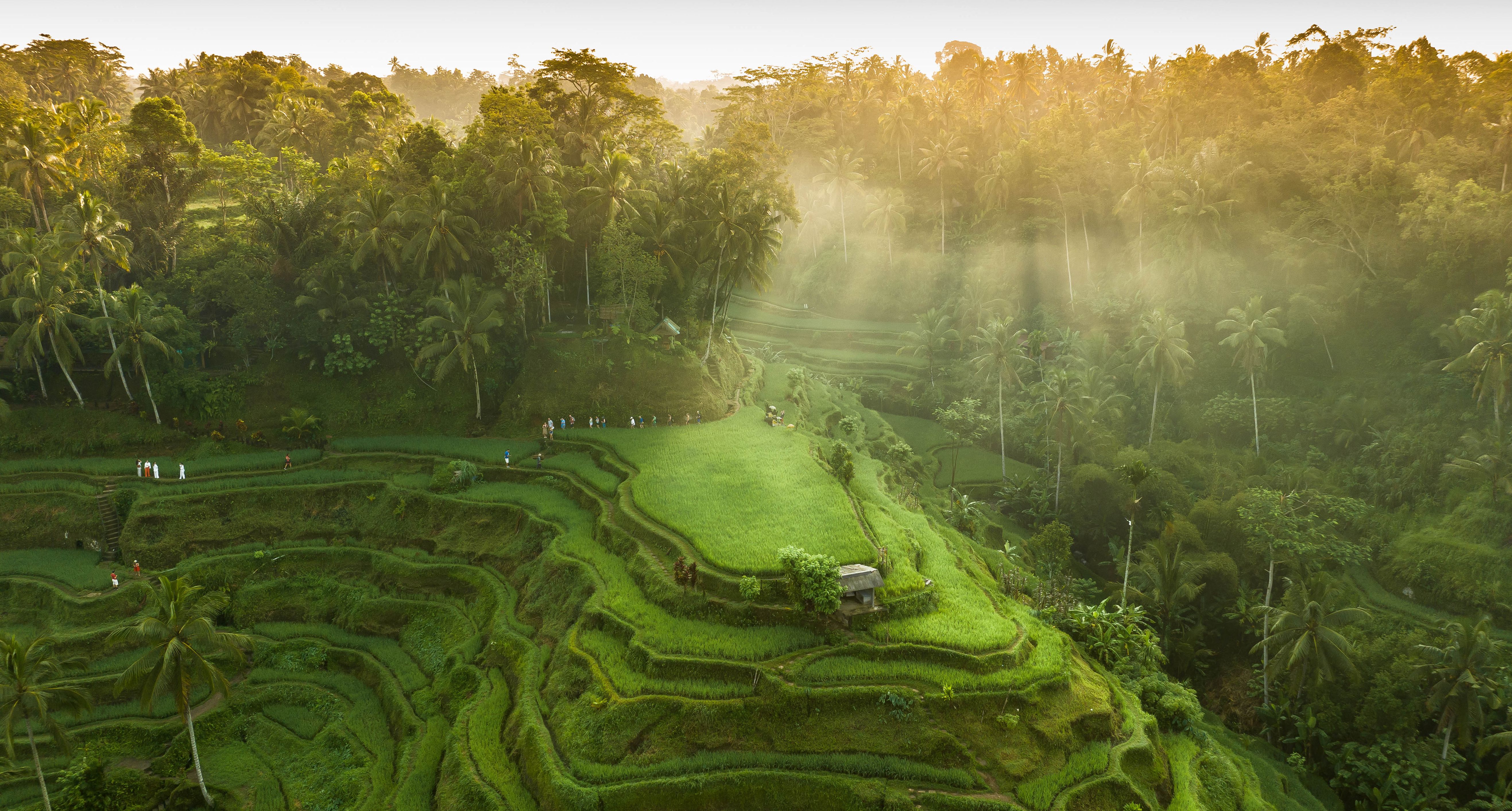 Indonesie-Bali-Ubud-Rijst-Terras-Tegalalang-Sunset