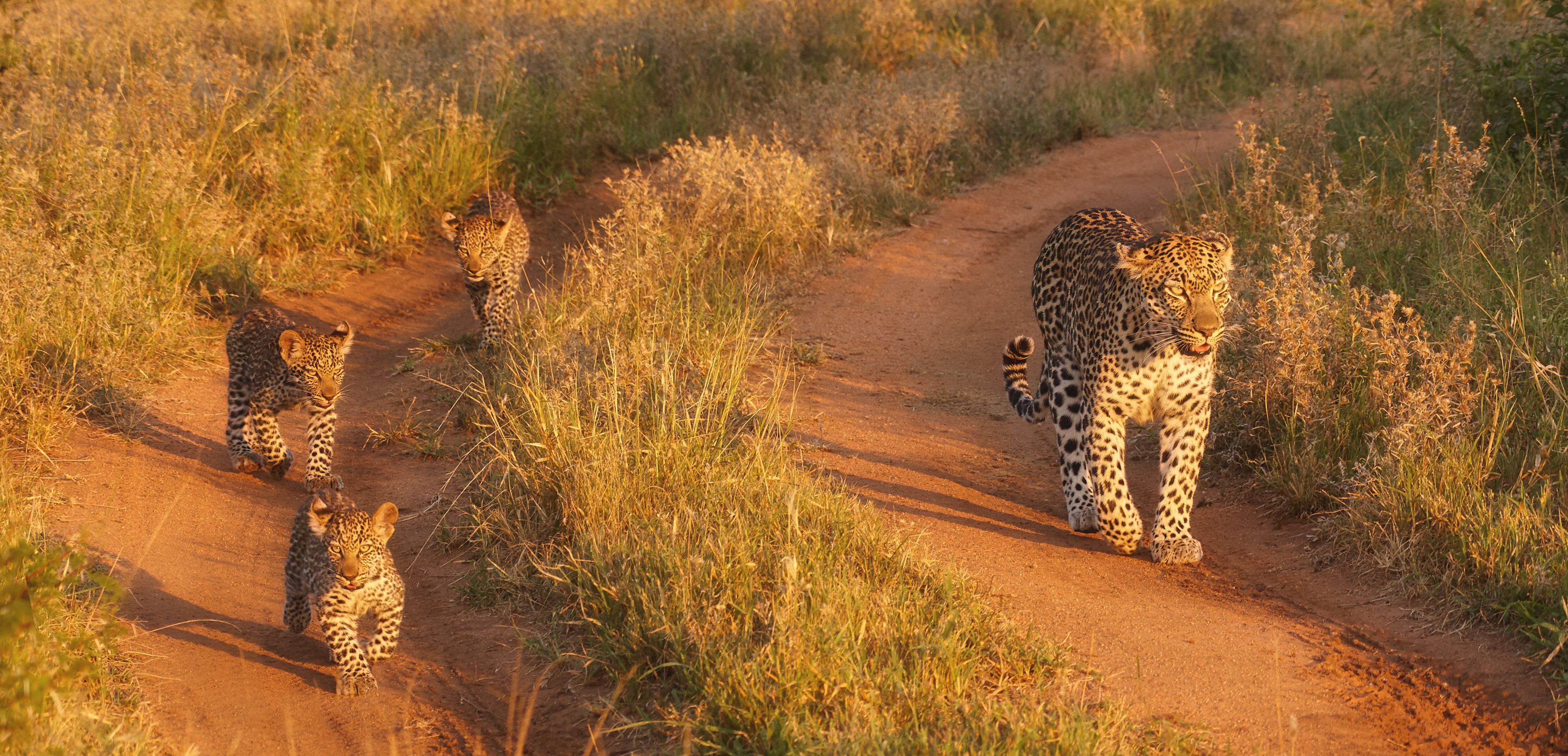 Zuid-Afrika-Kruger-luipaard