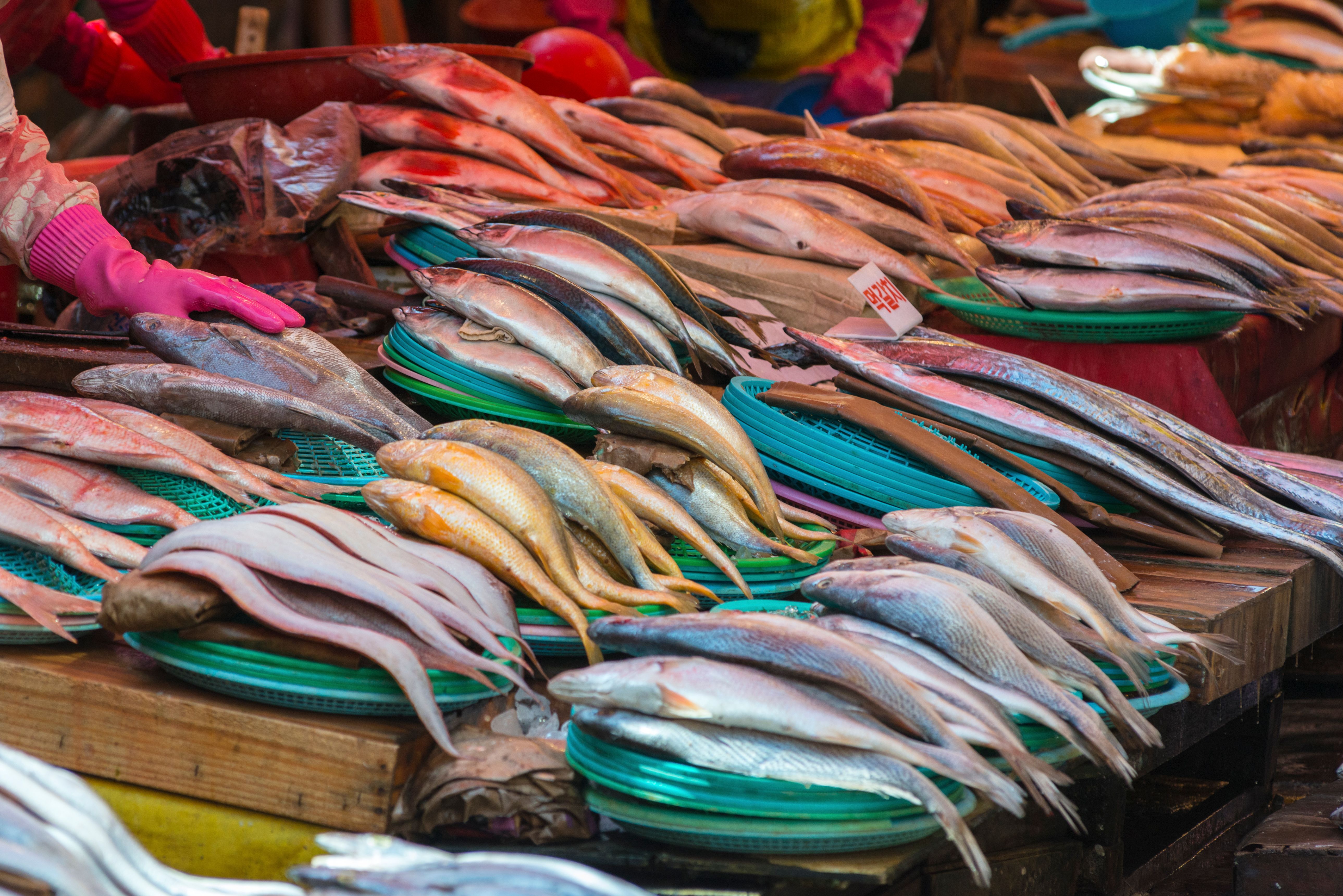 Jagalchi Fish Market in Busan