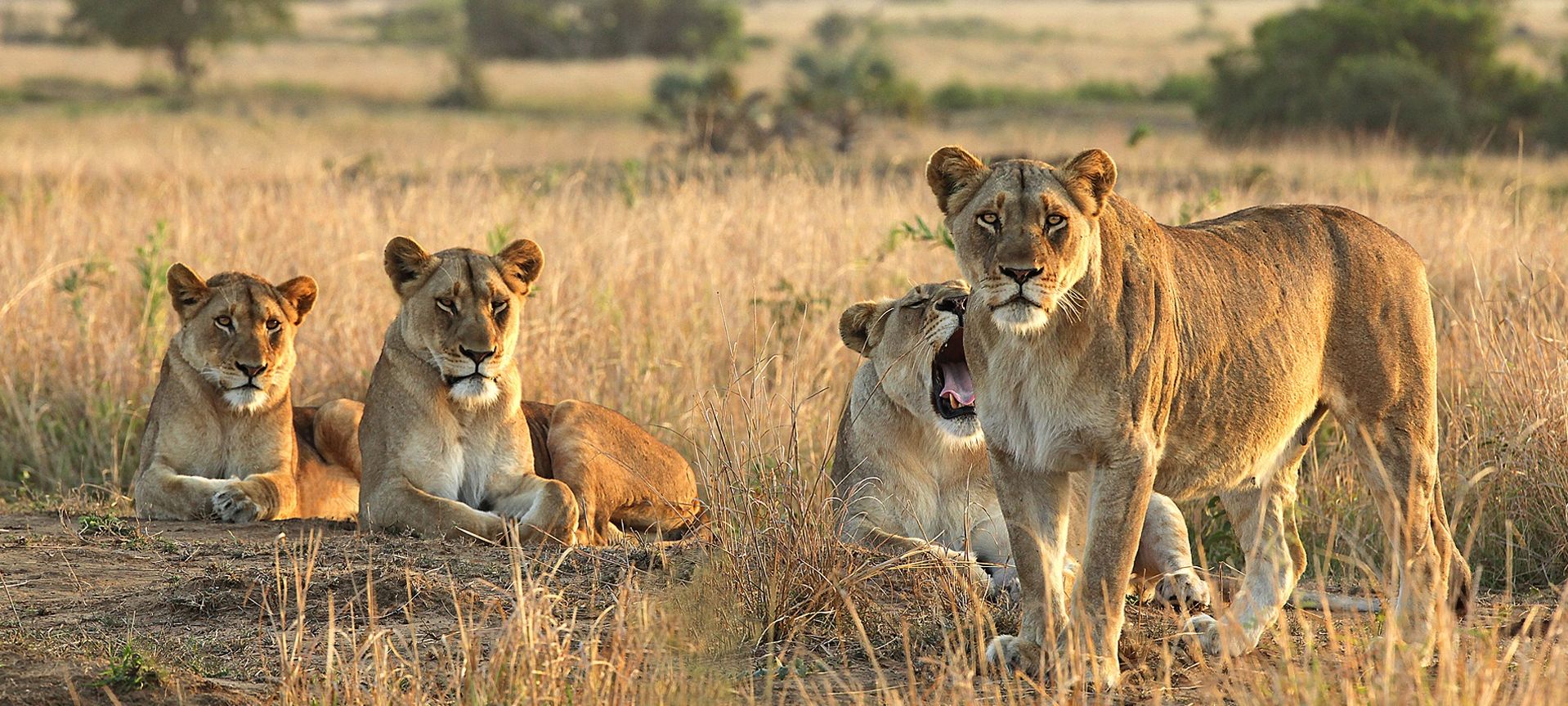 Zuid-Afrika-Kruger-Park-ngala-lions