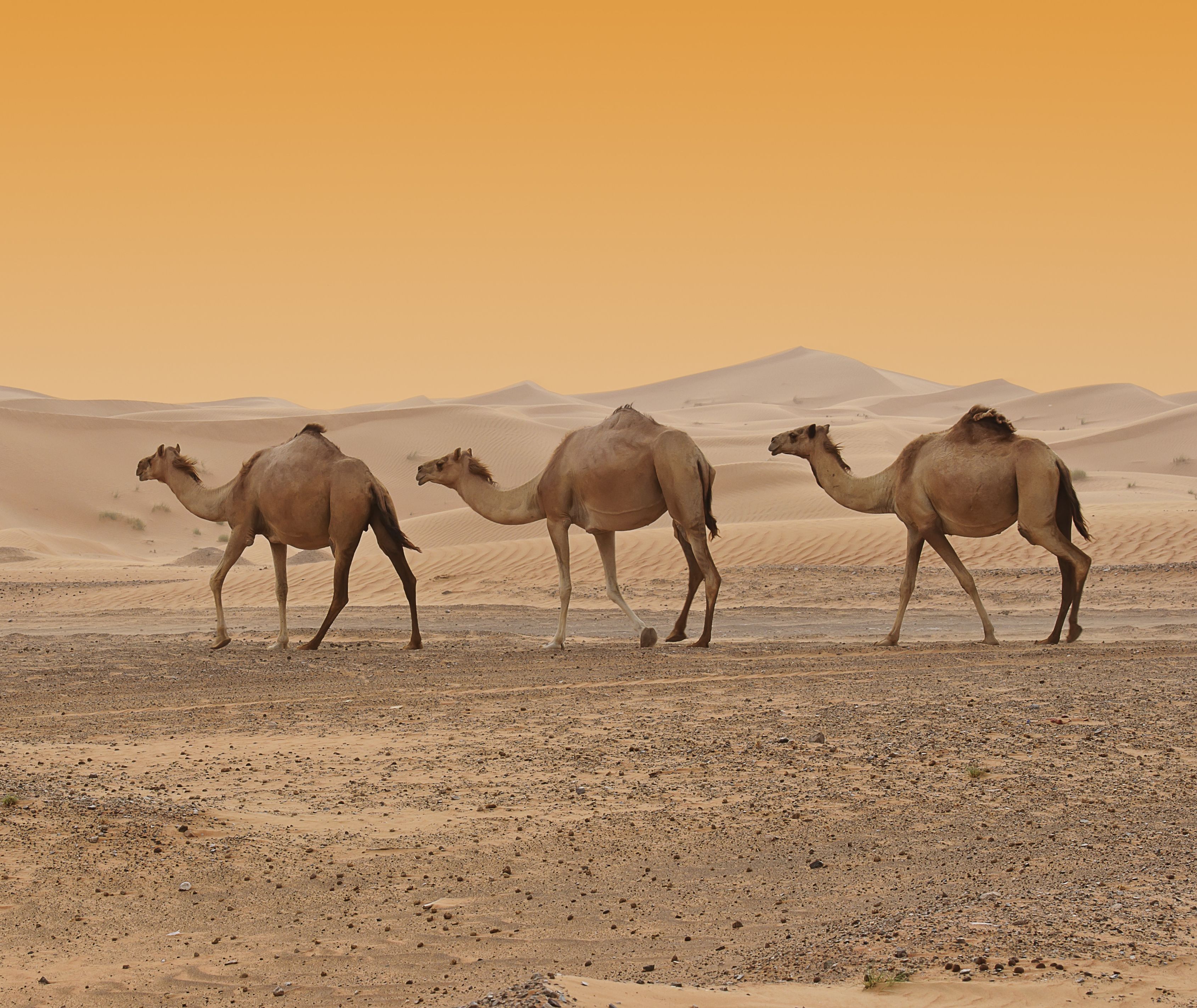 Emiraten-Dubai-kamelen-in-de-woestijn (4)