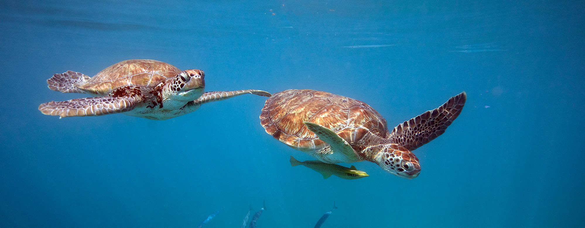 Barbados-schildpadden