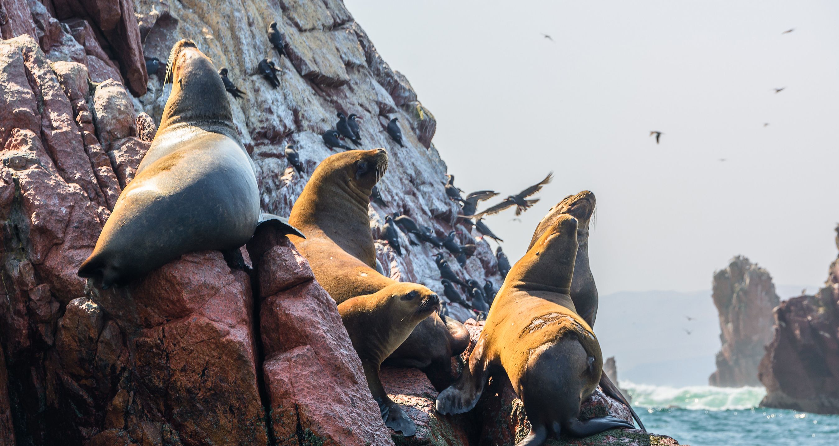 Ballestas Islands Peru