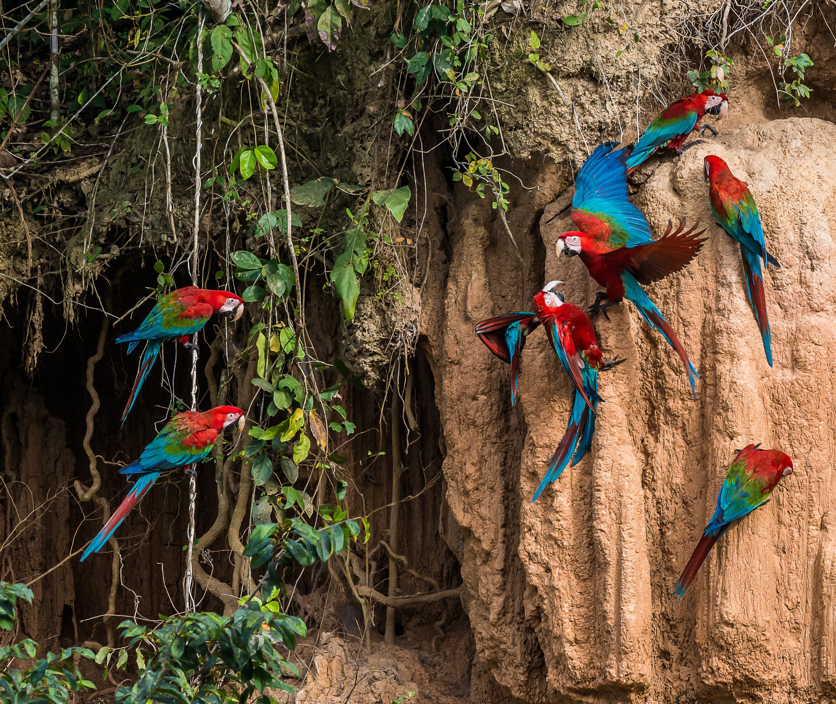 Amazone Peru