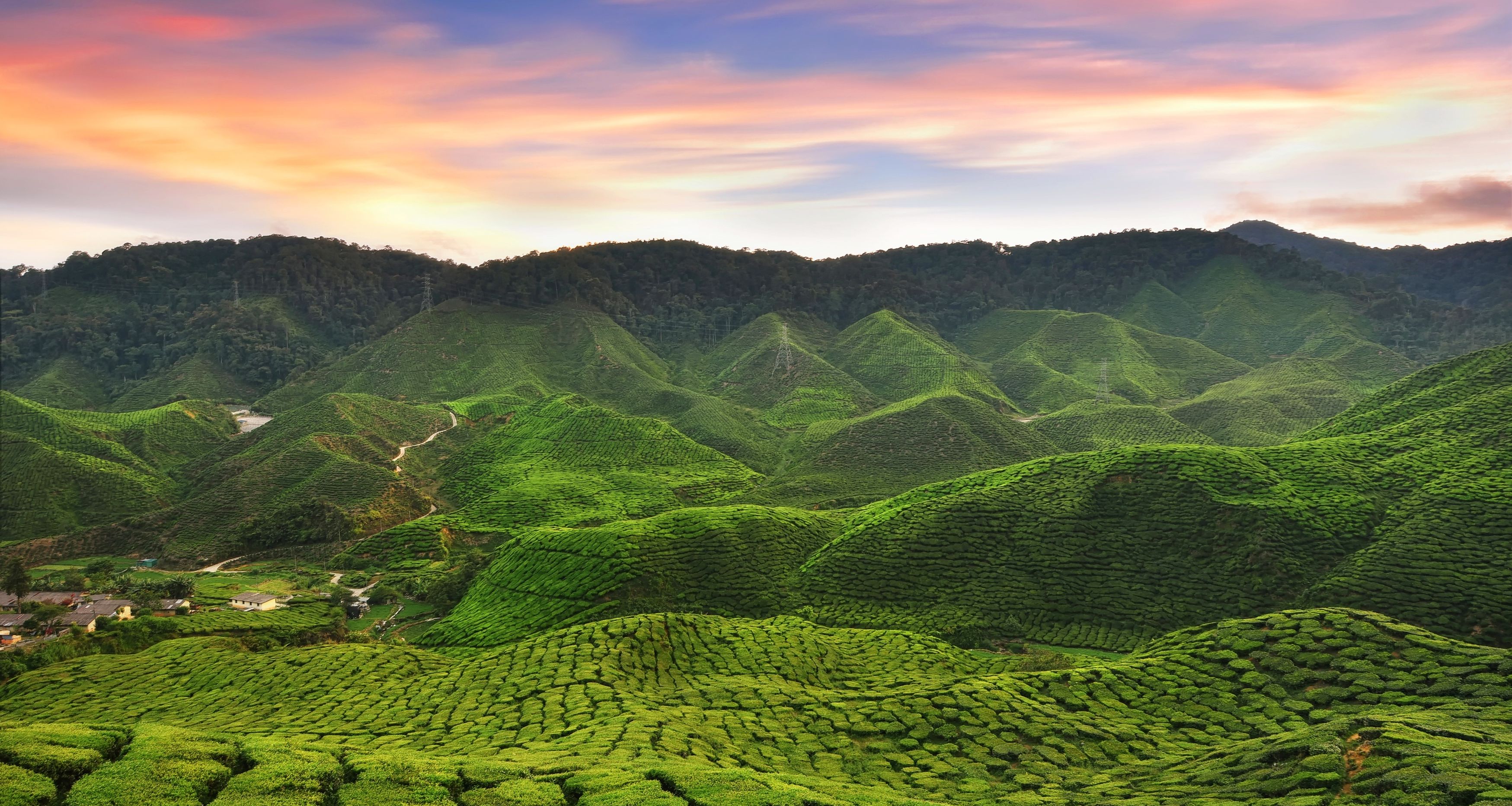 Maleisie-Cameron-Highlands-sunset-Thee-Plantage
