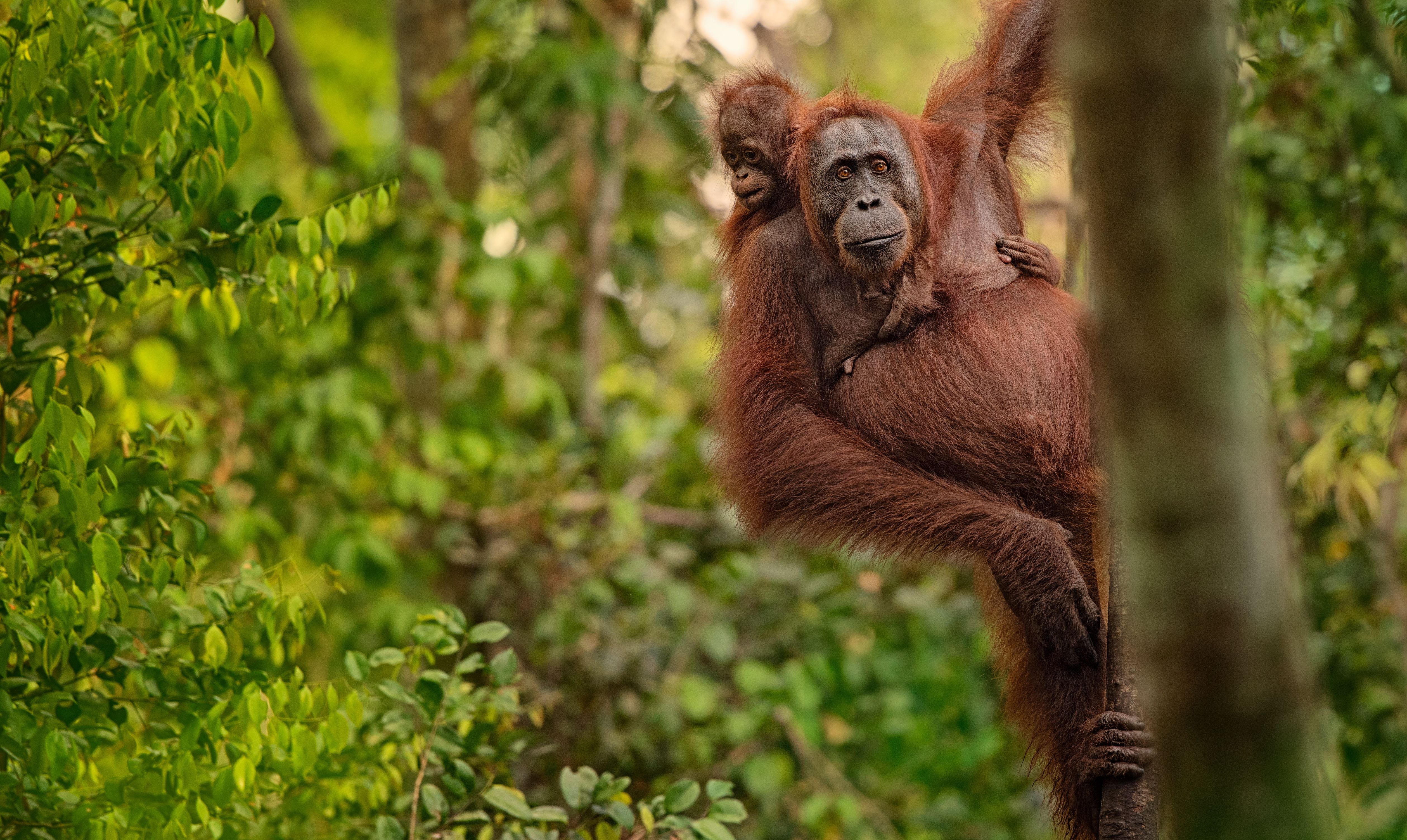 Maleisie-Borneo-orang-oetan