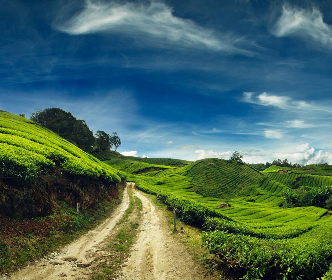Maleisie-Cameron-Highlands-uitzicht-theeplantages