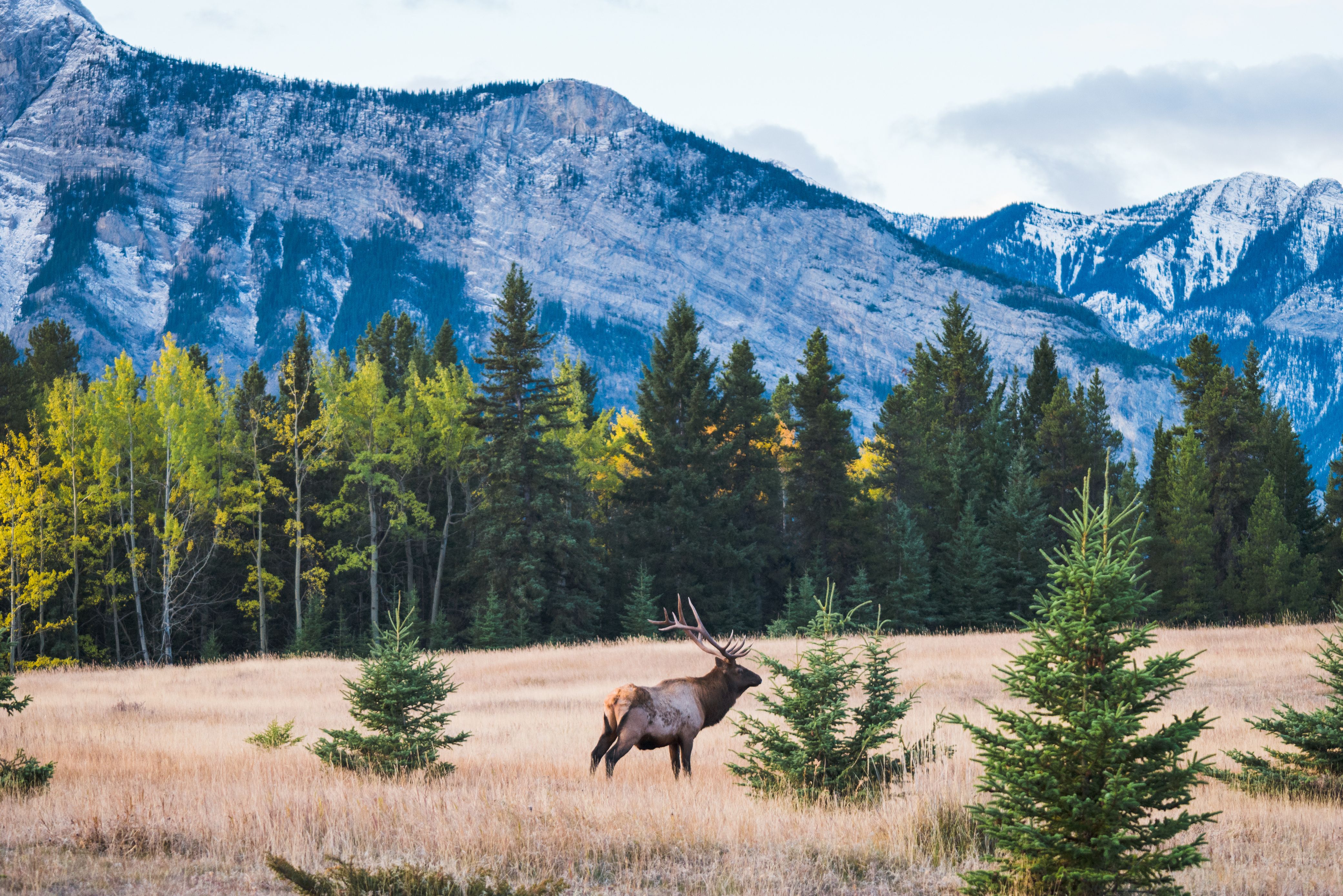 Eland in de Rockies