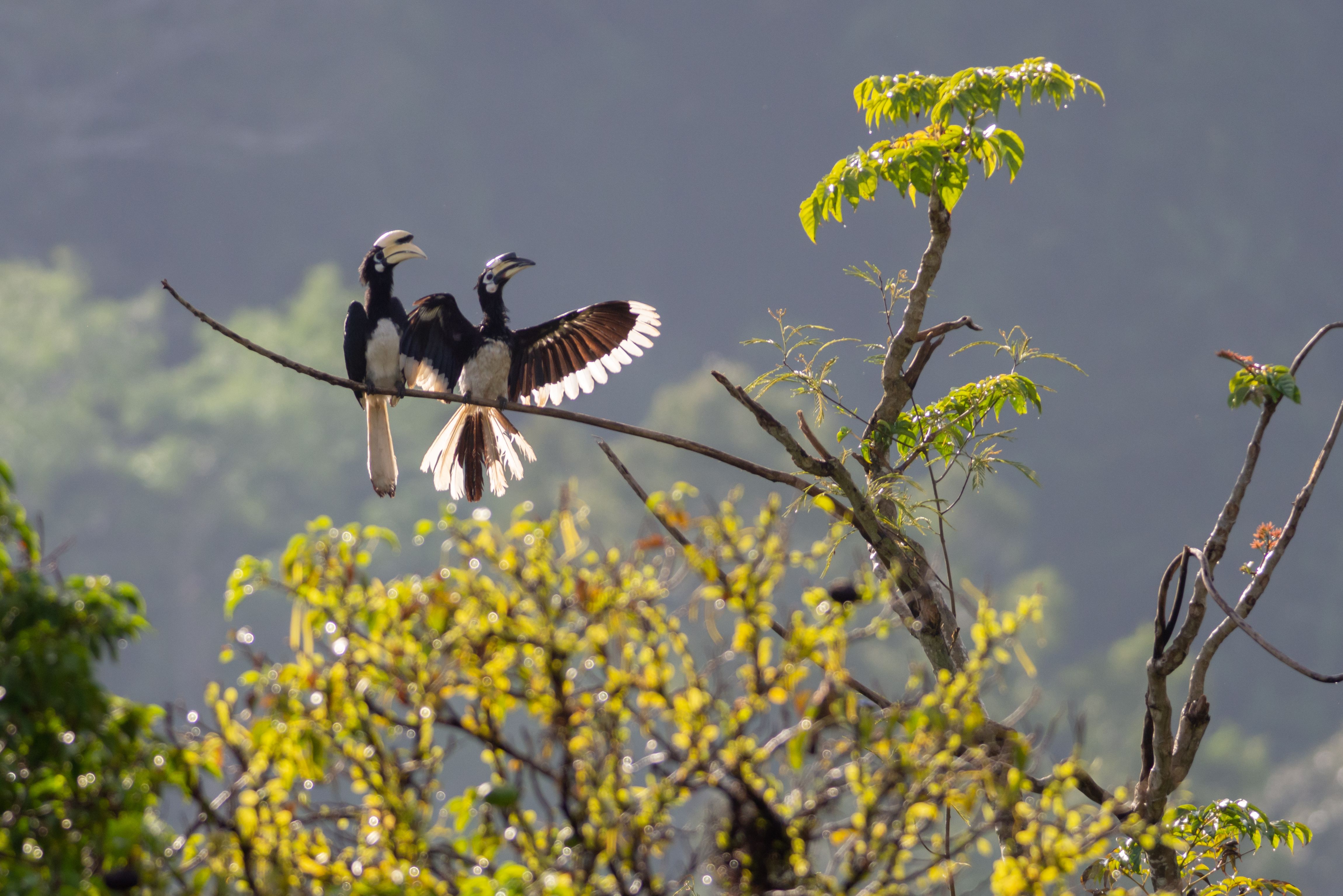 Neushoornvogels in Taman Negara