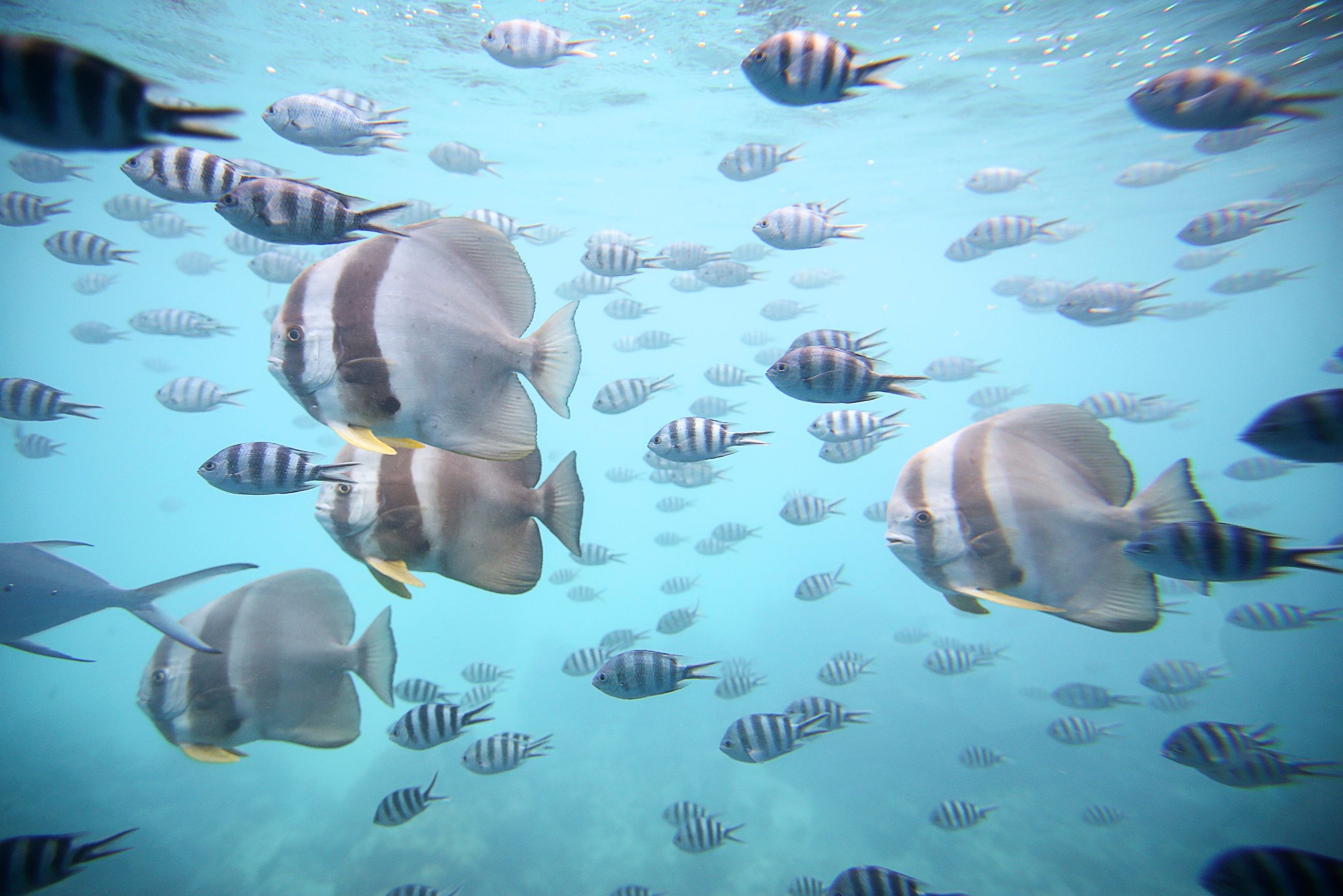 Semi sub avontuur Seychellen
