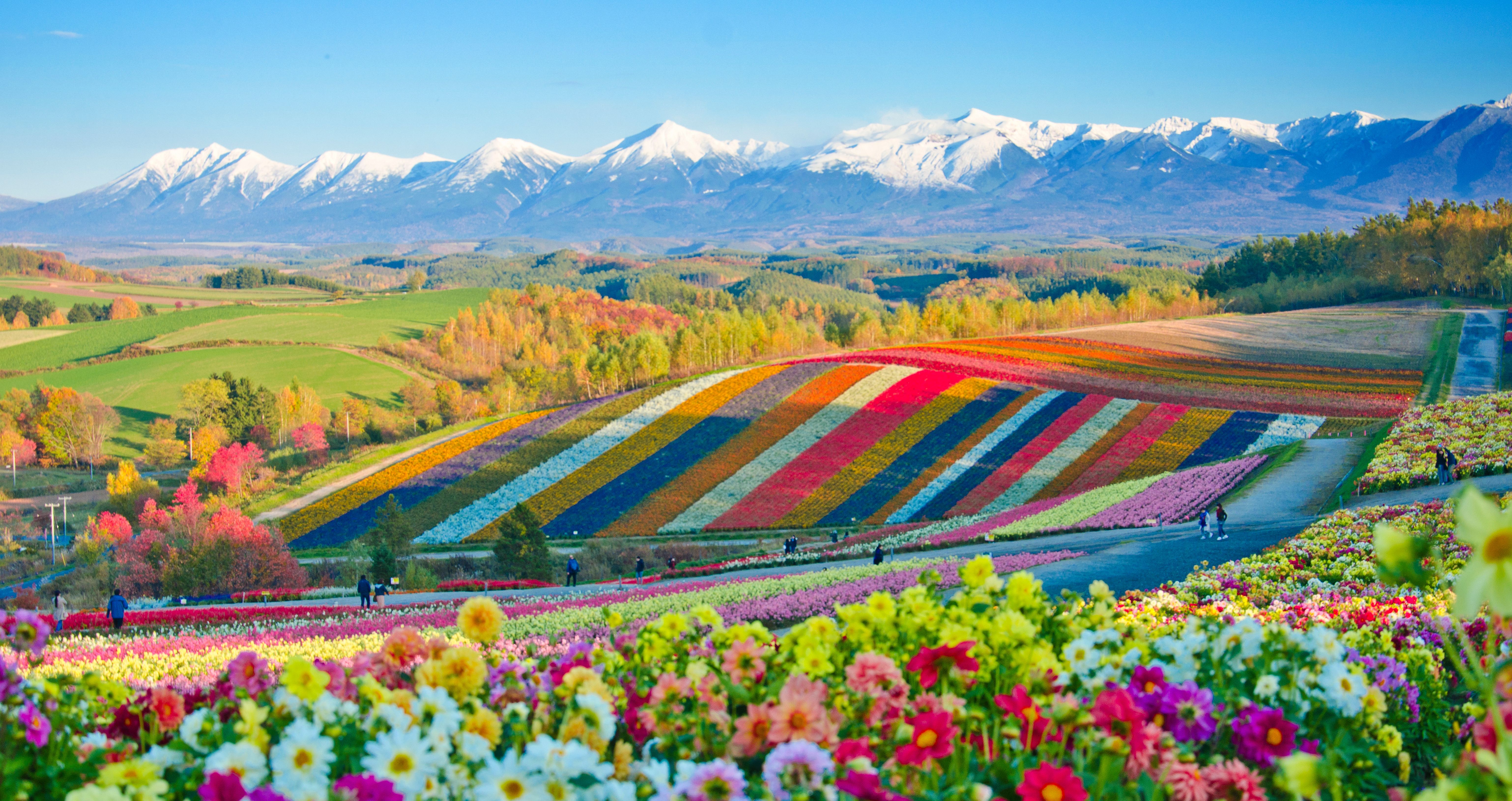 Japan-Hokkaido-Biei-gekleurde-bloemen-velden-bergen-op-achtergrond