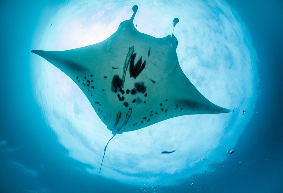 Mantarog tijdens duiken in Raja Ampat in Indonesie