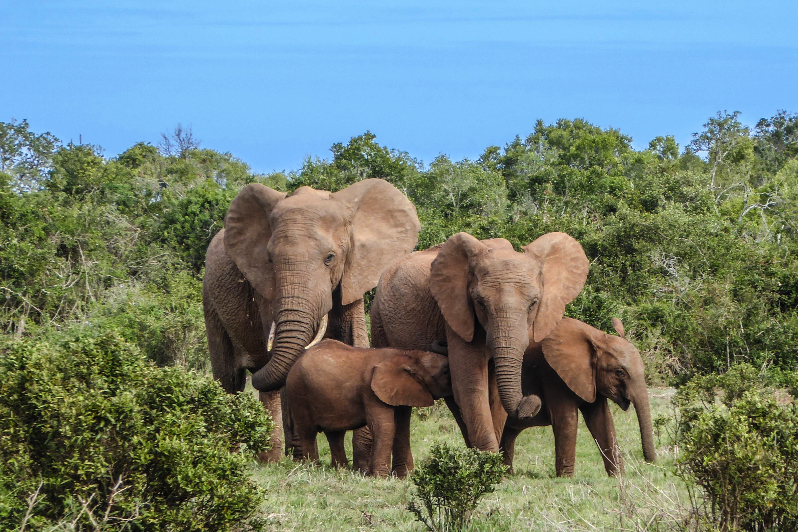 Zuid-Afrika Individuele autorondreis Kaapstad, Olifanten en Wijnregio