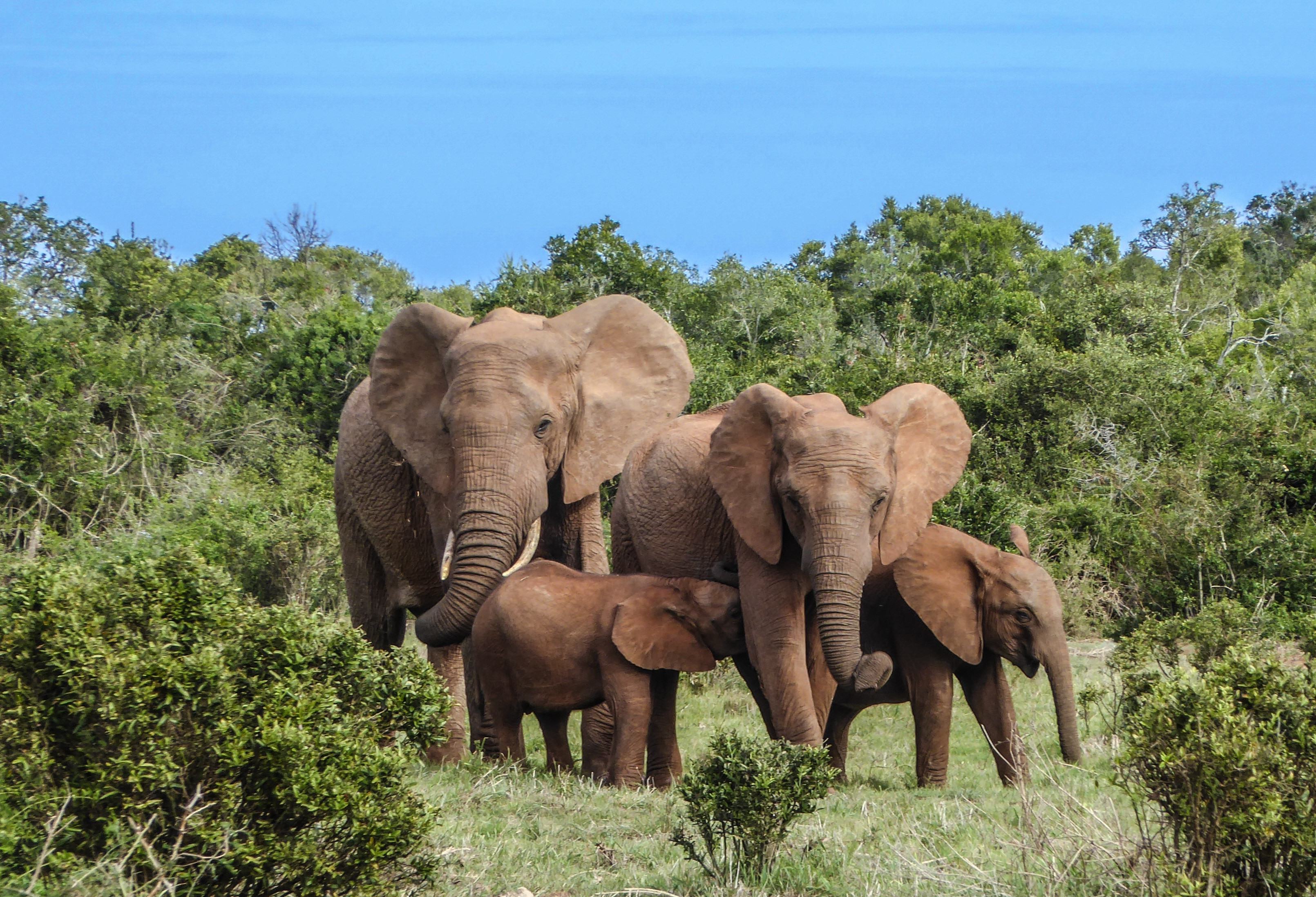 Olifanten in Addo Elephant Park