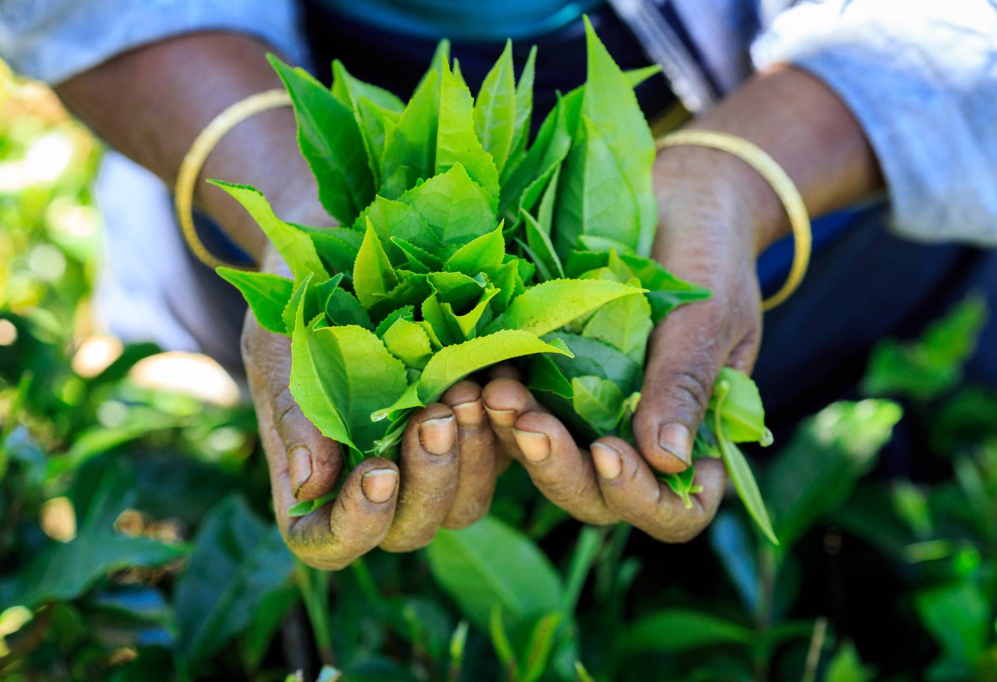 Theeplantage in Nuwara Eliya