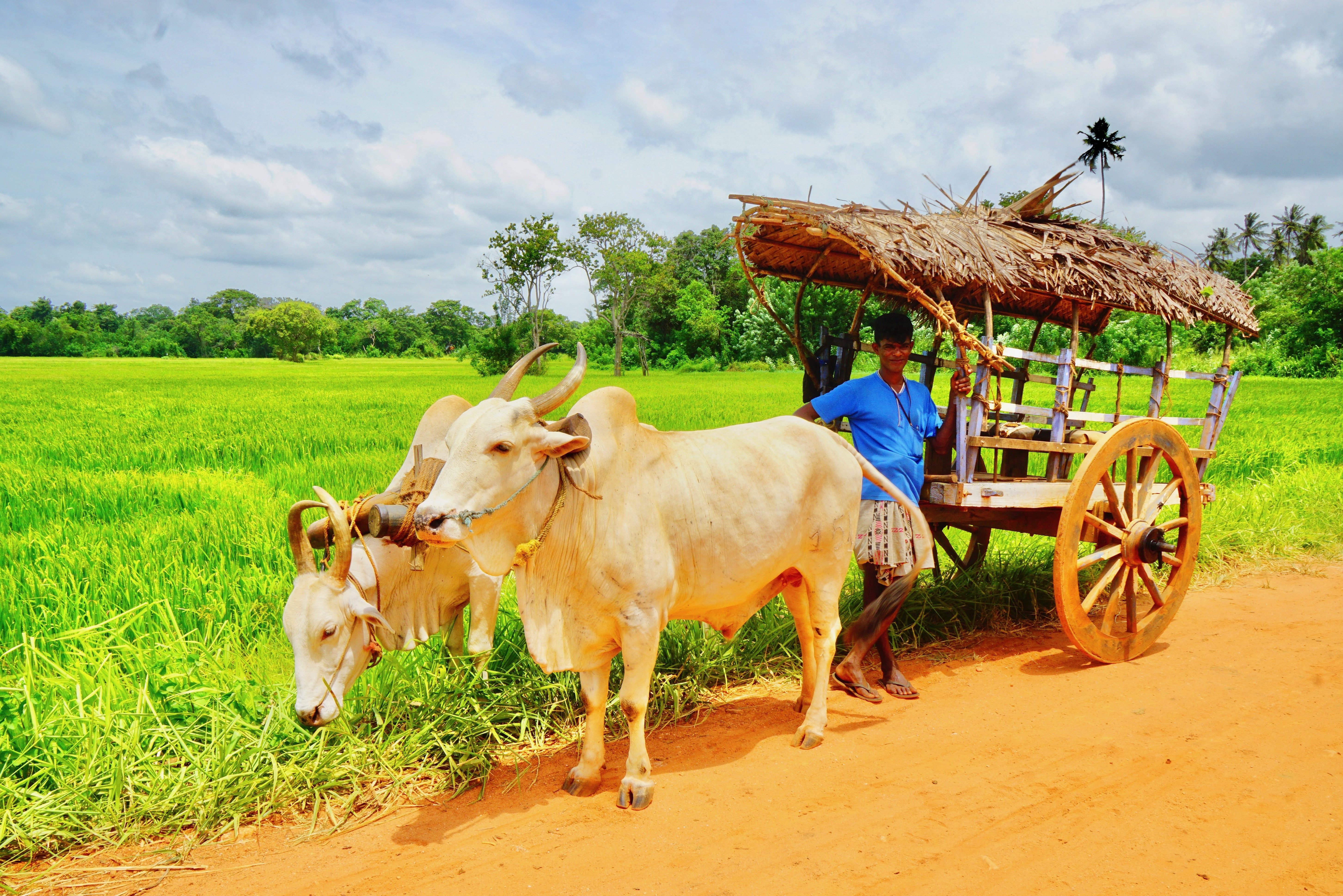 Ossenkar in Habarana Sri Lanka
