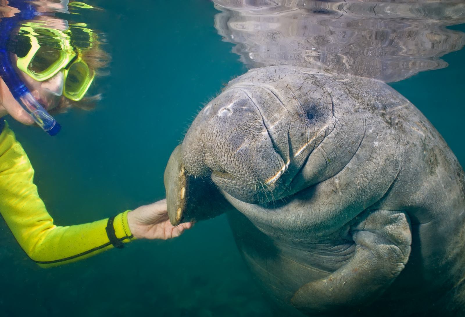 Snorkelen met zeekoeien - 333travel