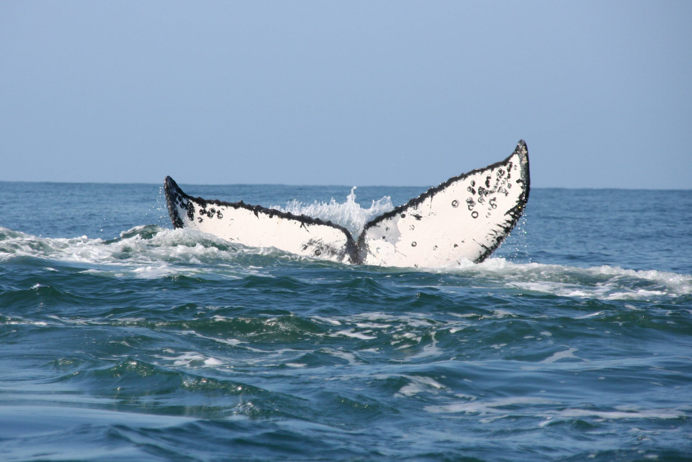 Walvisstaart bij Cape Cod