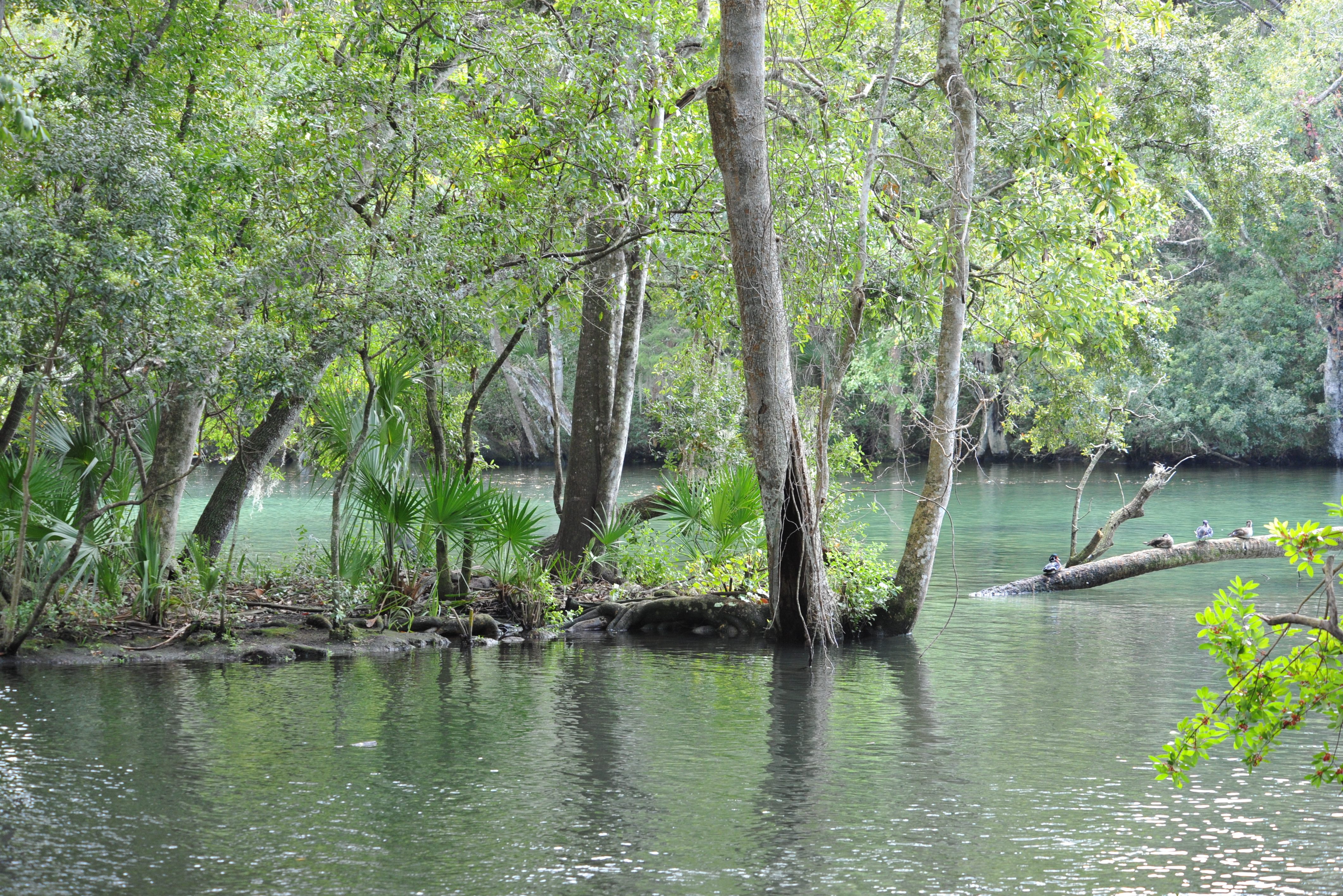 Wakulla Springs in Florida in Amerika