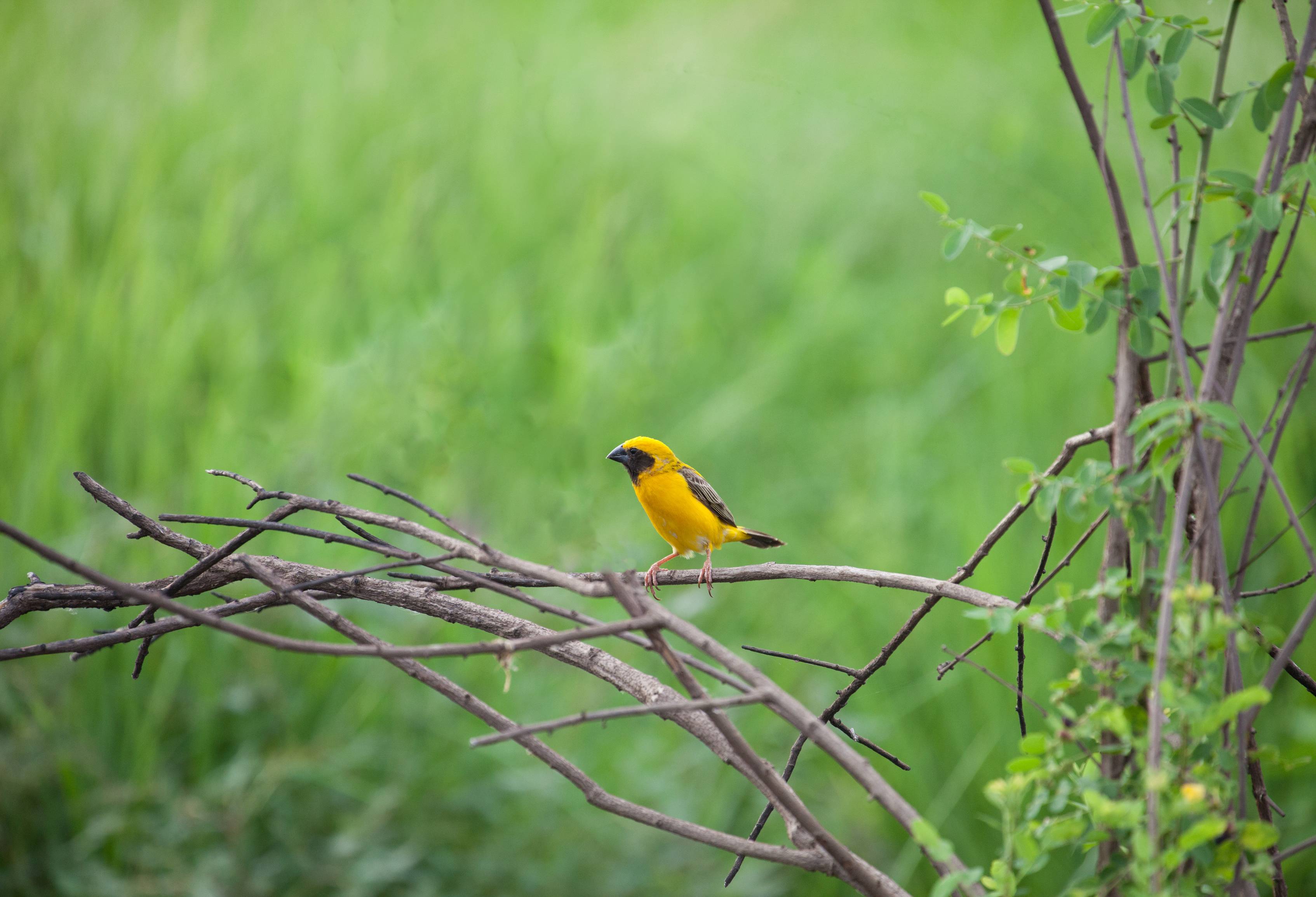 Vogel in Cardamom mountains Cambodja