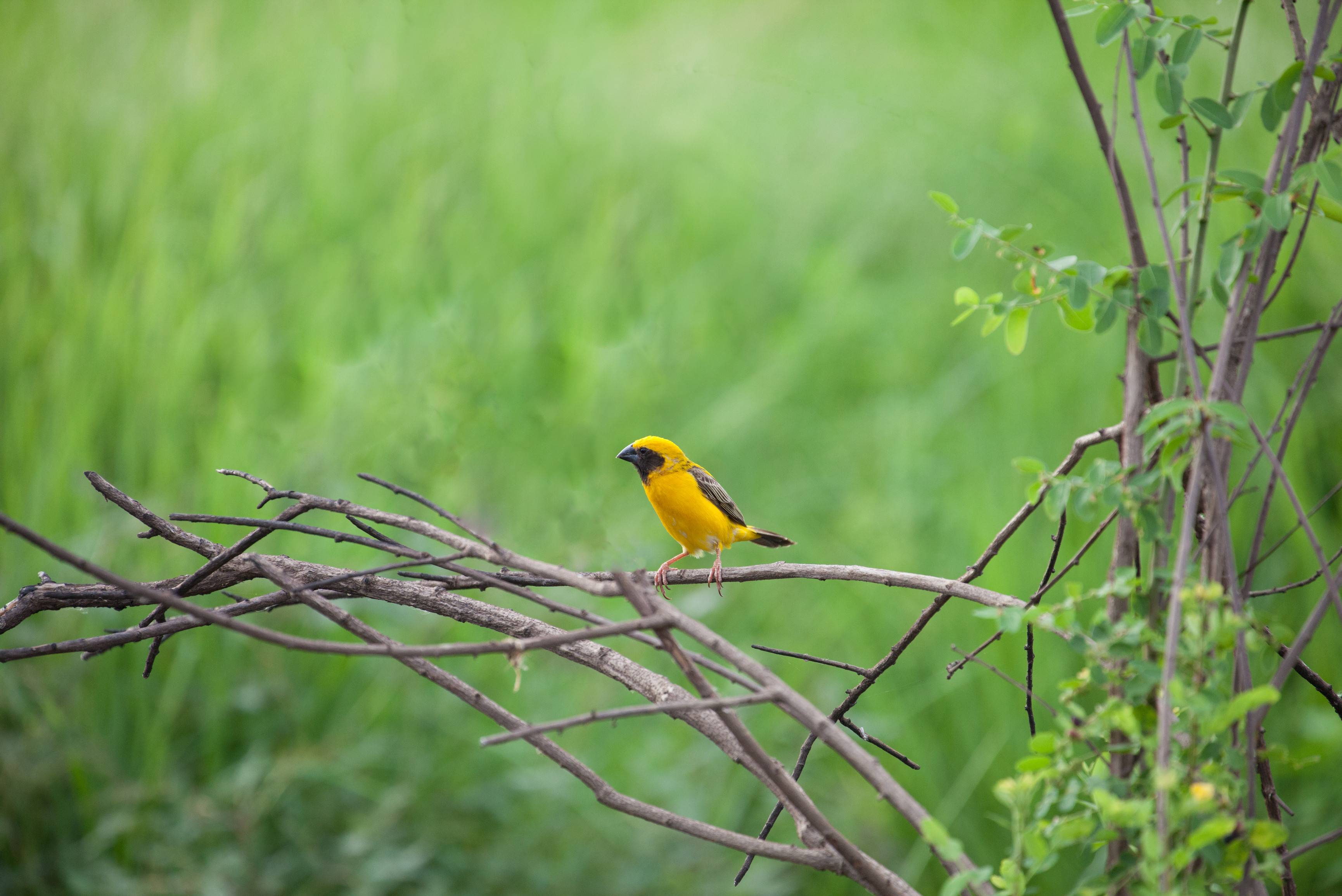 Golden Weaver vogel in cardamom mountains
