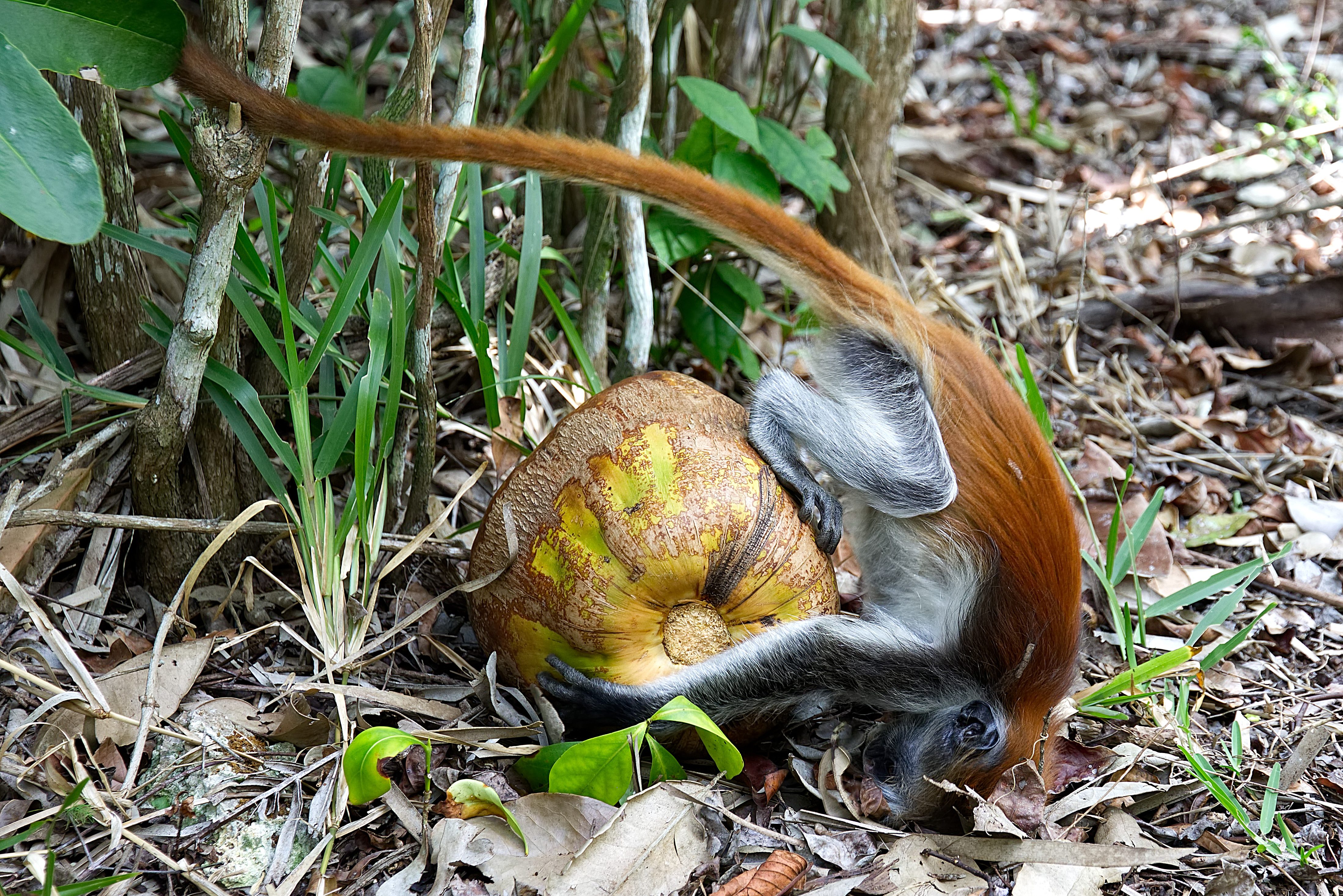 Jozani Forest National Park op Zanzibar