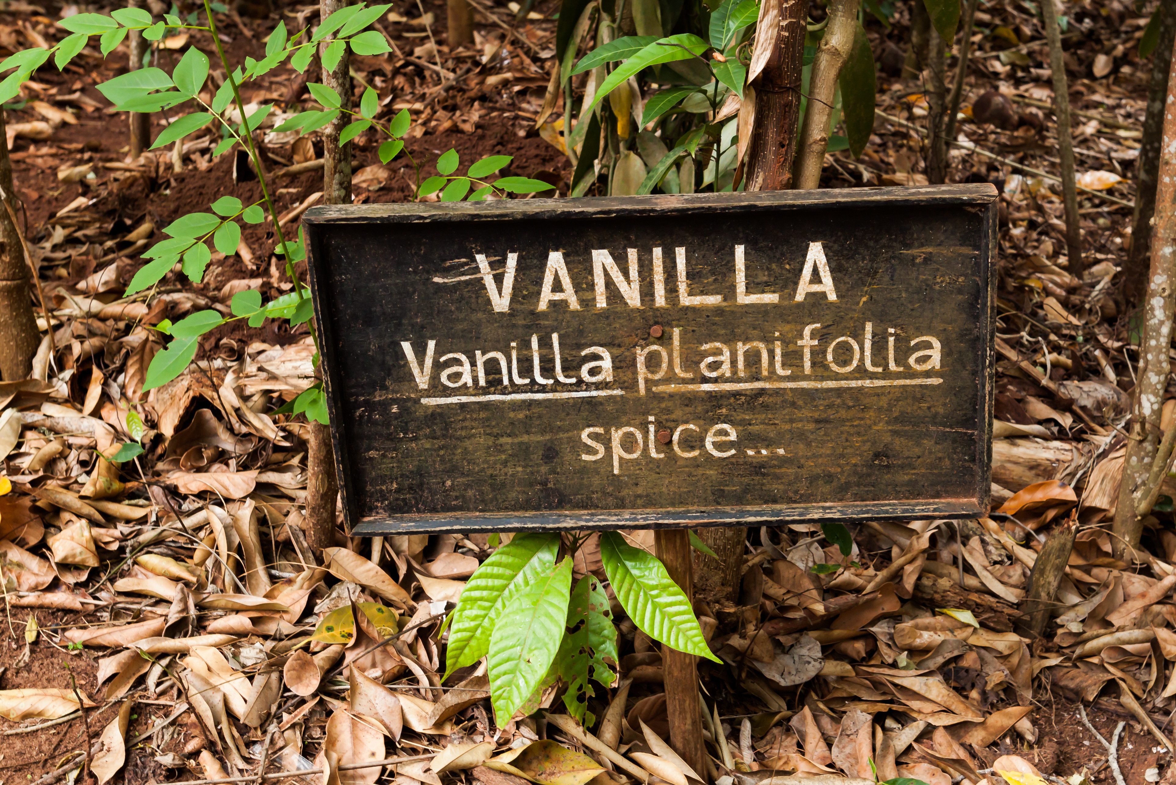 Jozani Forest National Park op Zanzibar