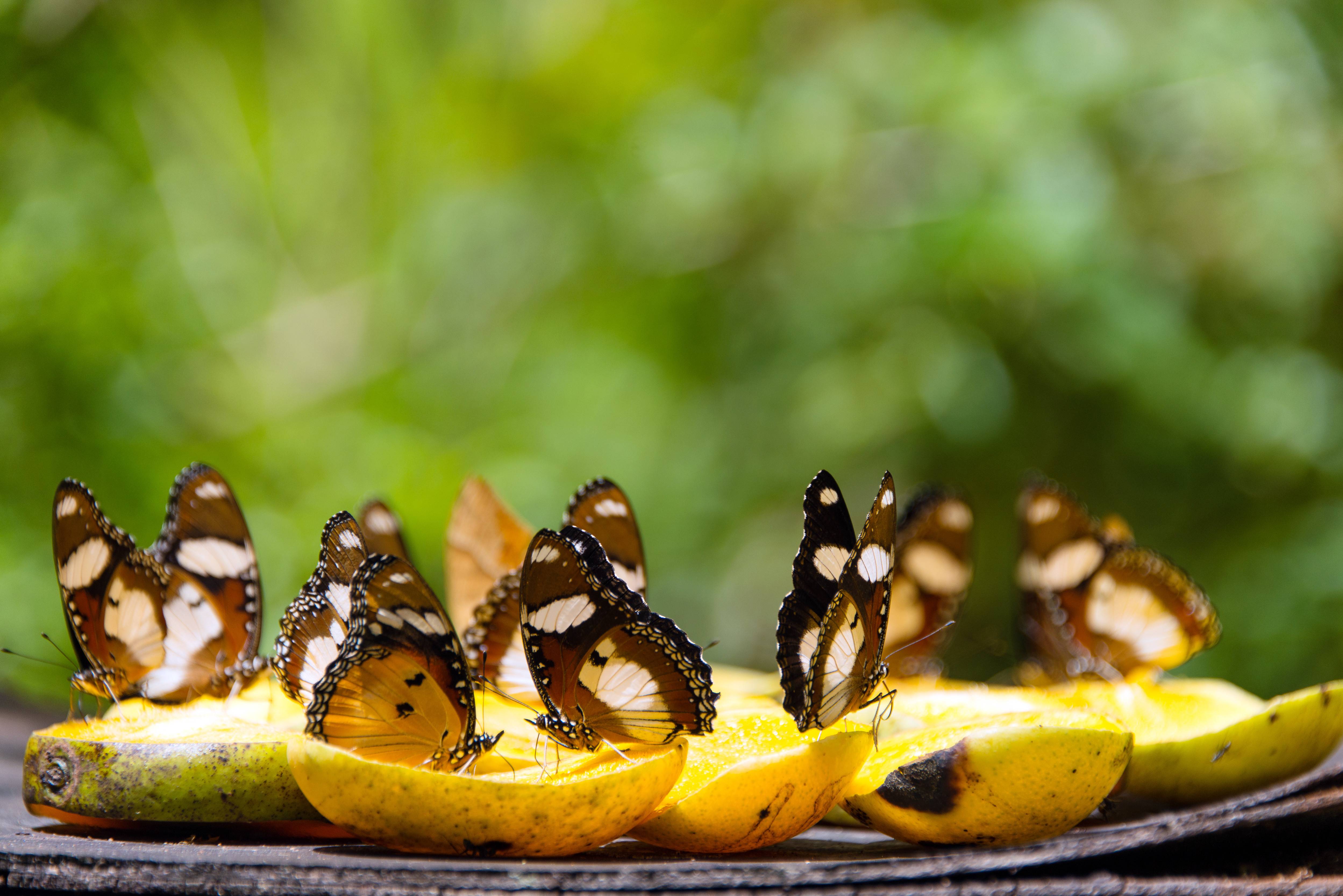 Vlinders in Jozani Forest National Park op Zanzibar