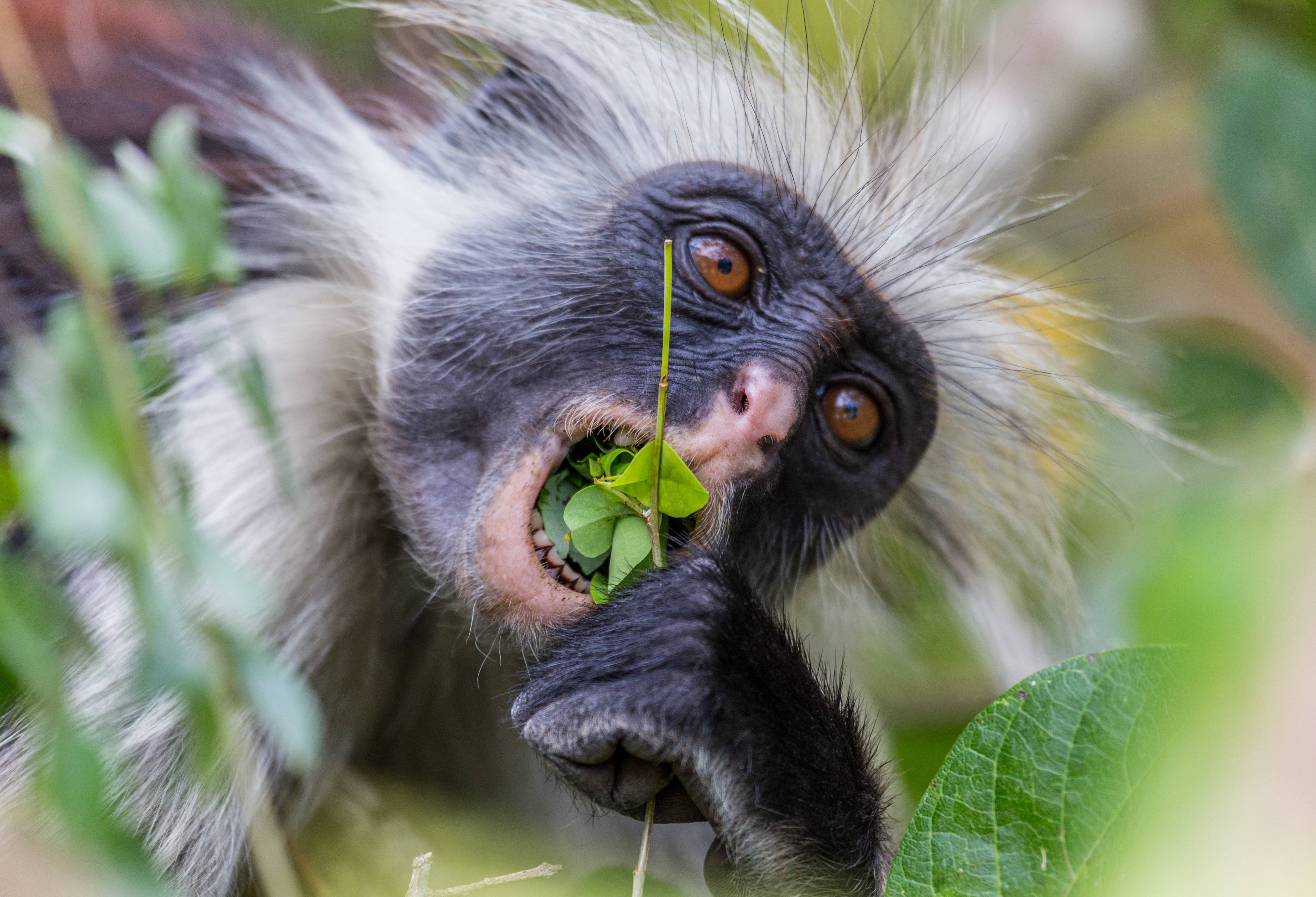 Aapje in Jozani Forest National Park op Zanzibar