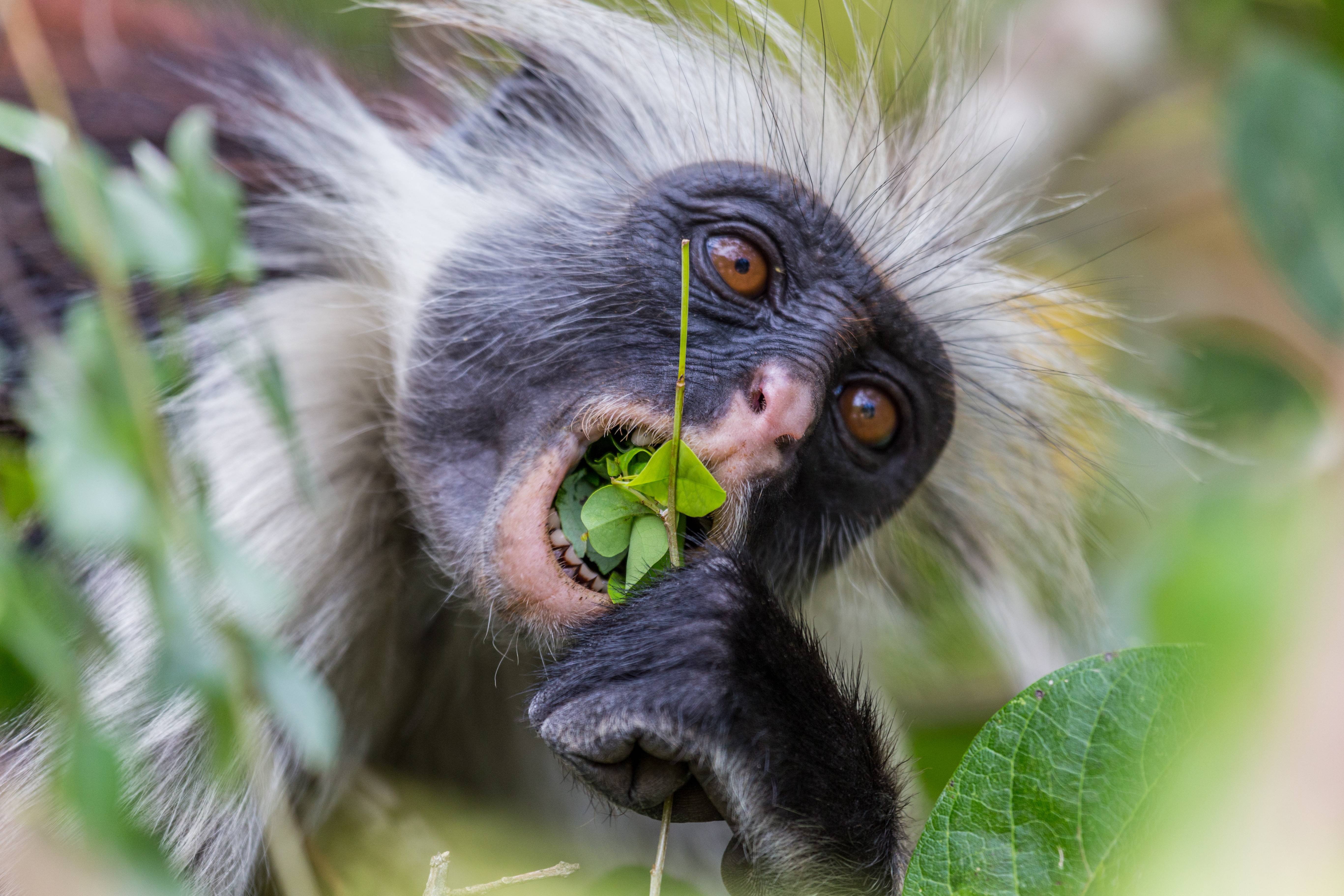 Jozani Forest Tour | Halve dagexcursie Zanzibar - 333travel