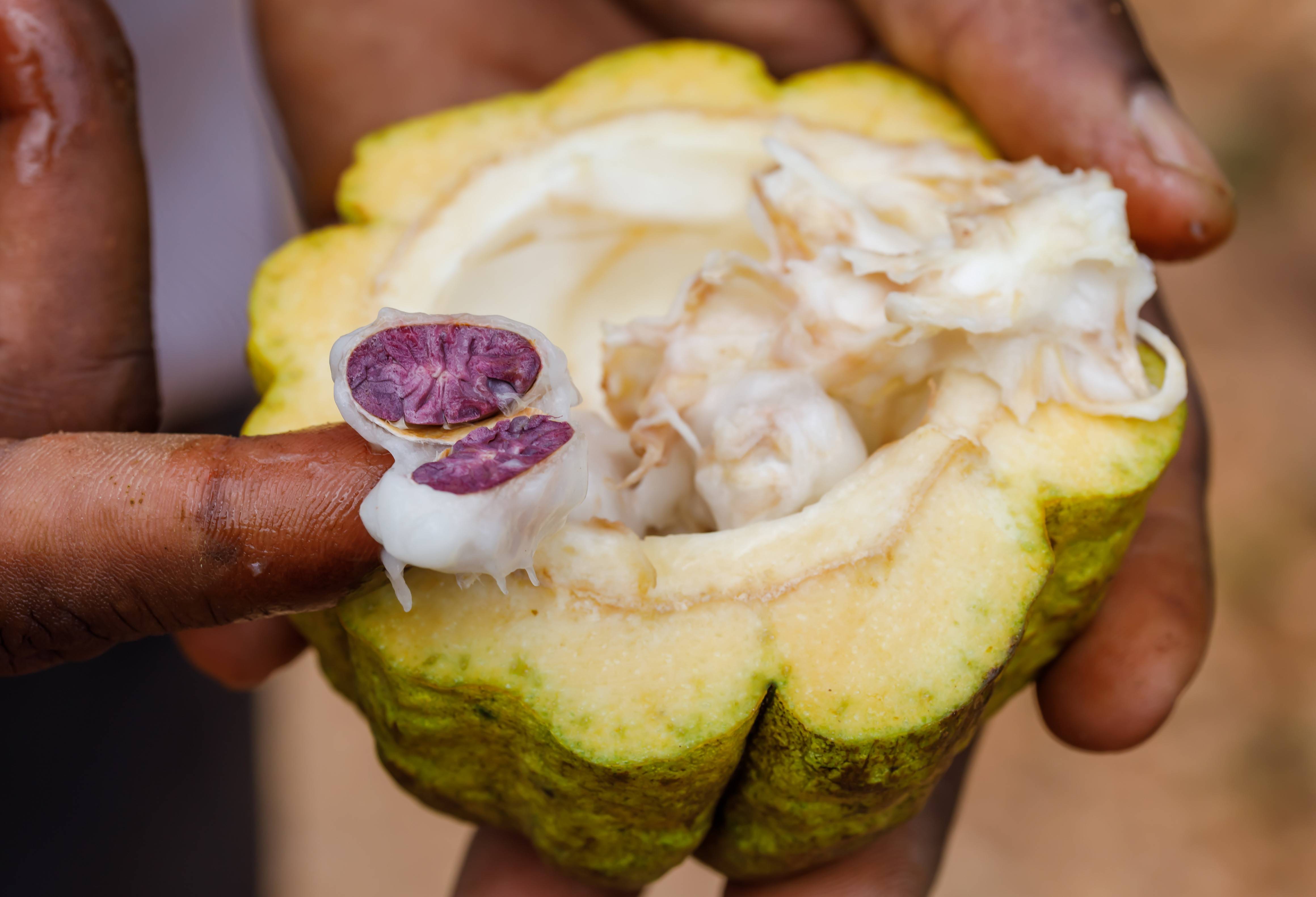 Verse Cacaoboon op Zanzibar