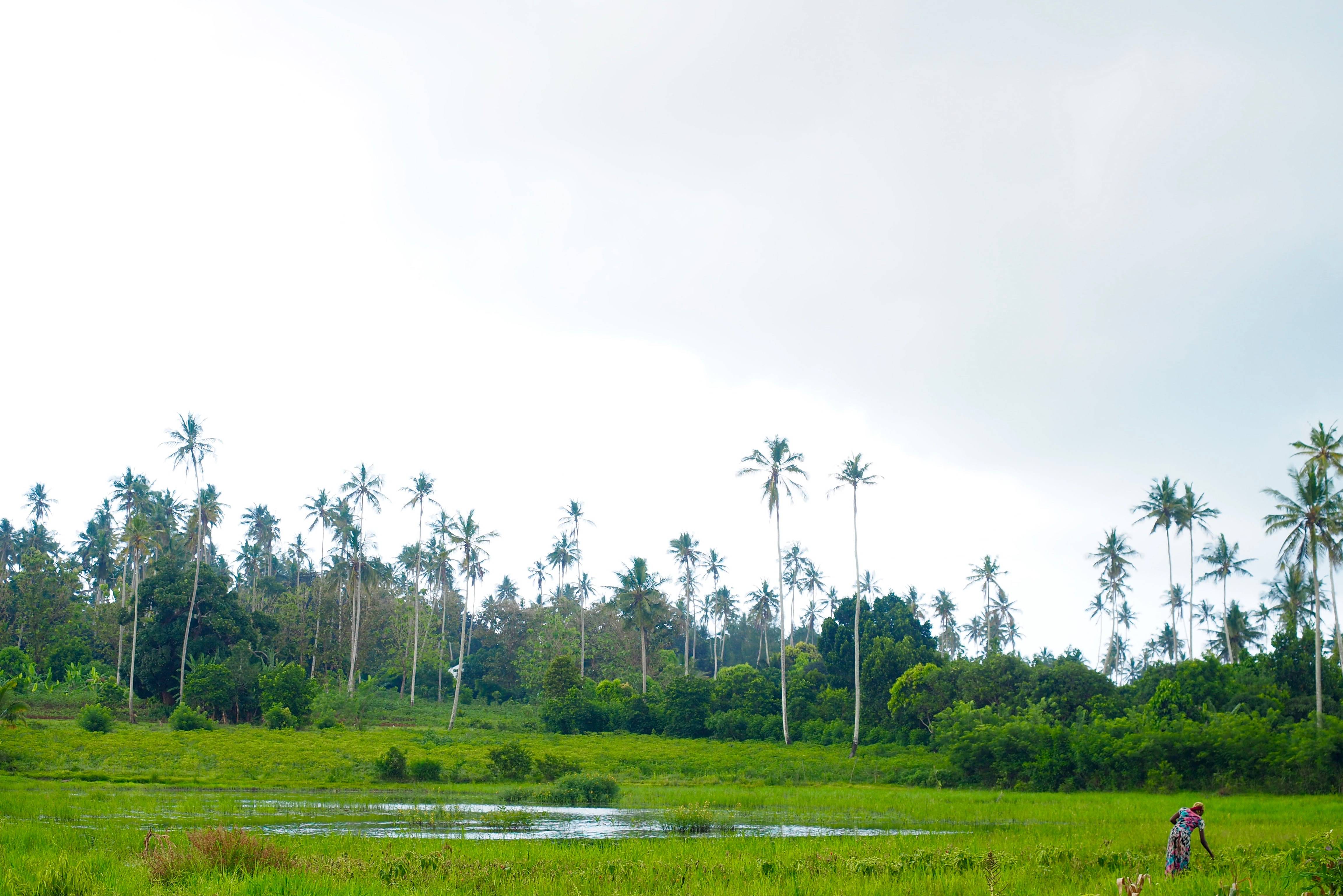 Kruidenfarm op Zanzibar