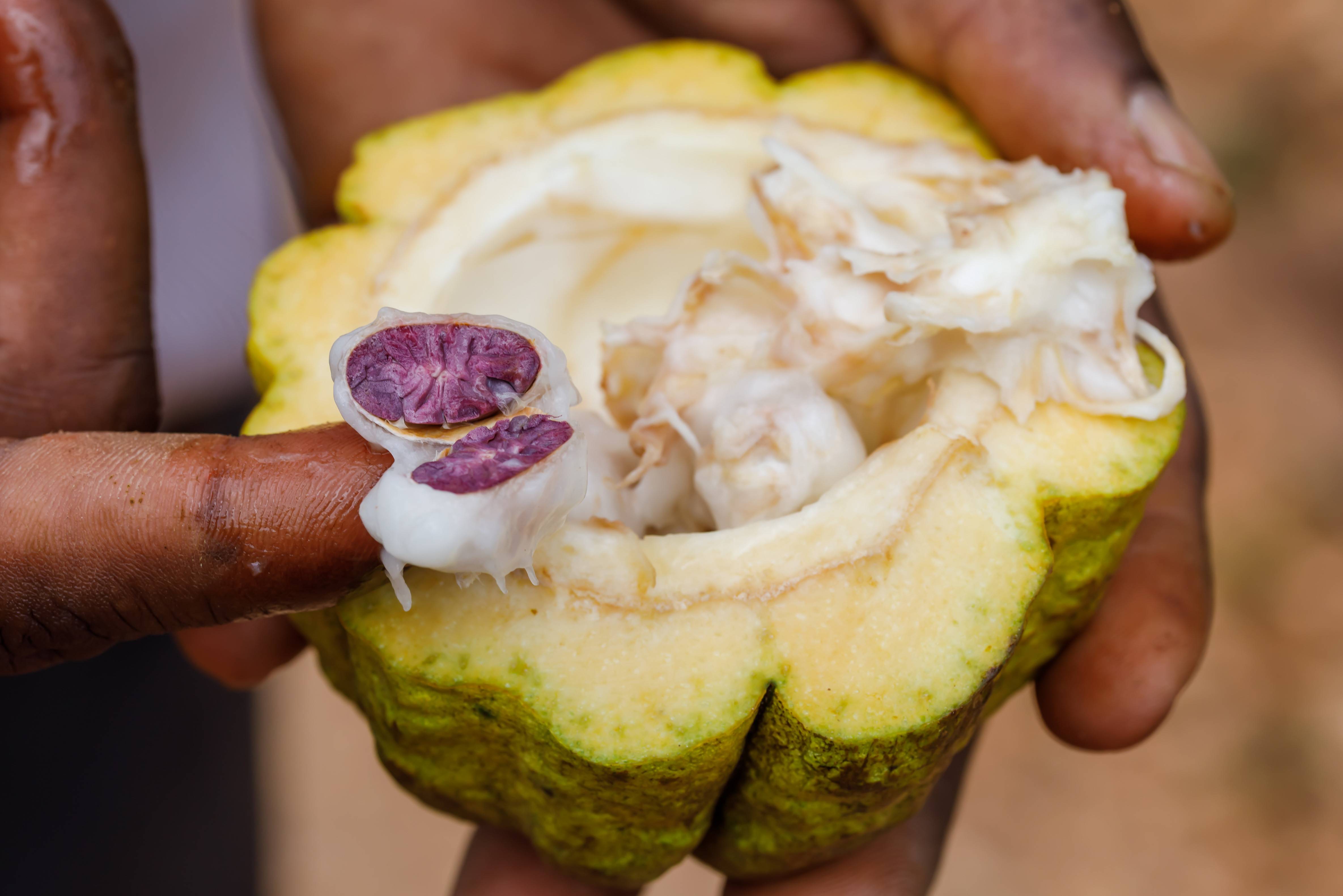 Kruiden en specerijen op Zanzibar