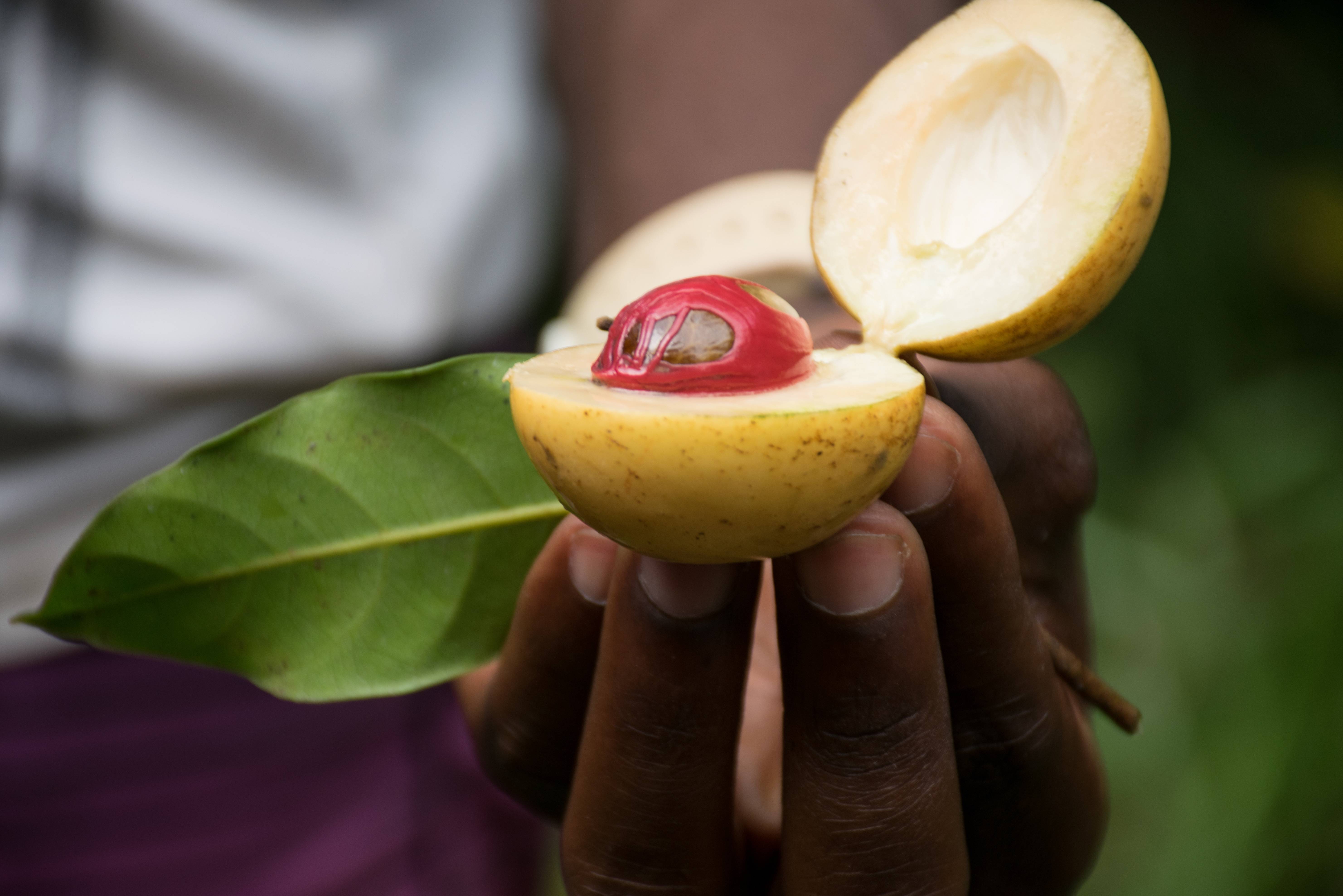 Kruiden en specerijen op Zanzibar