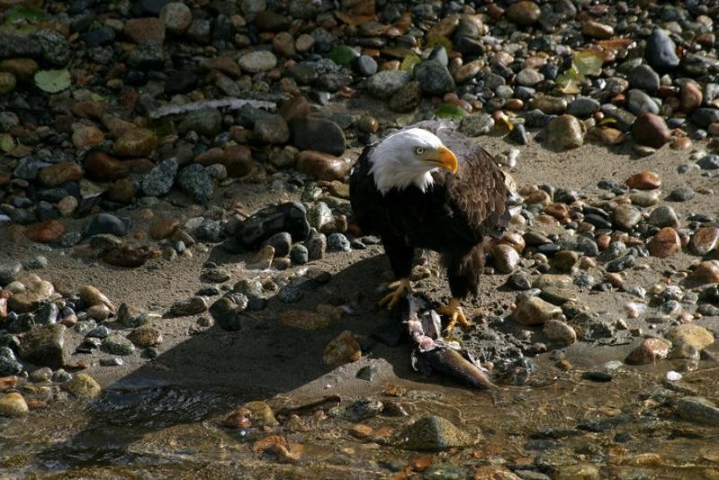 Zee arend Knight Inlet Lodge Canada